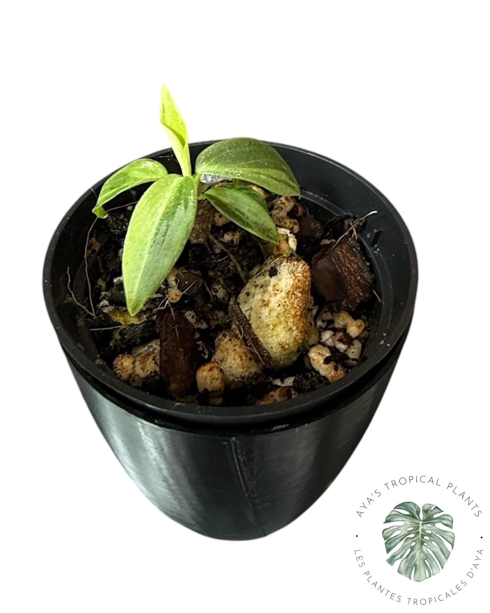 Philodendron Melanochrysum Variegated
