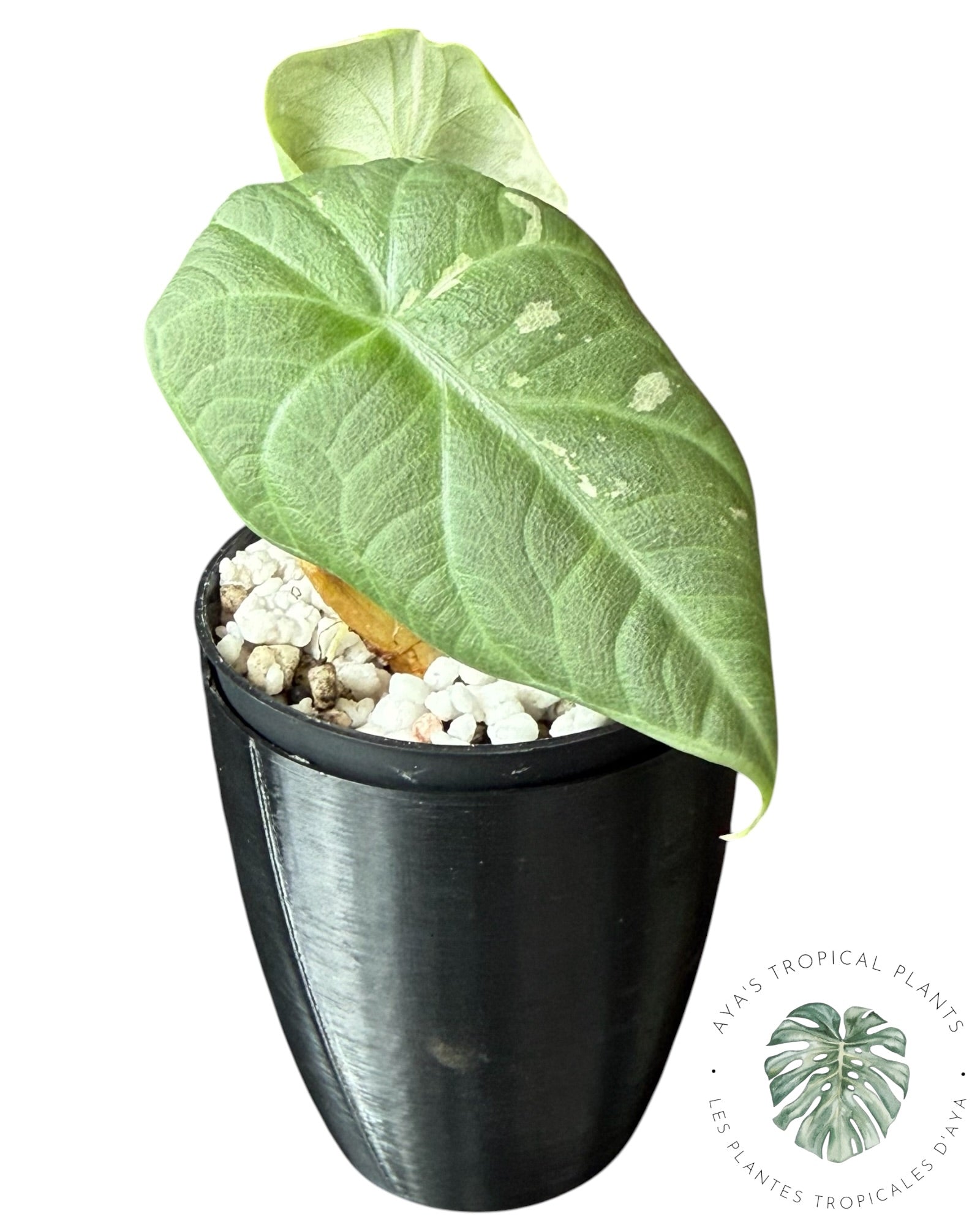 Alocasia Maharani Albo