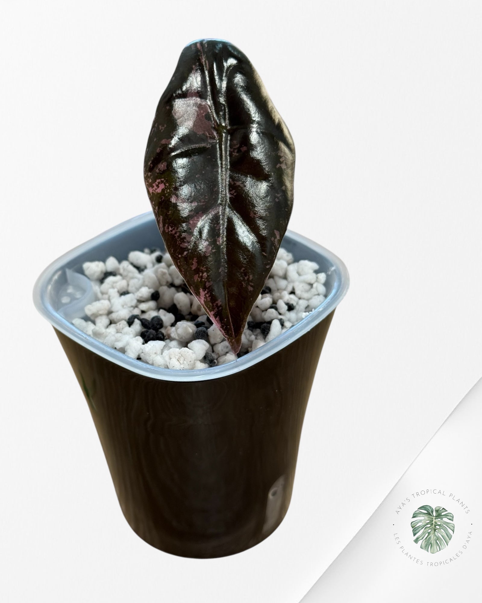 Alocasia Chantrieri Pink Variegated