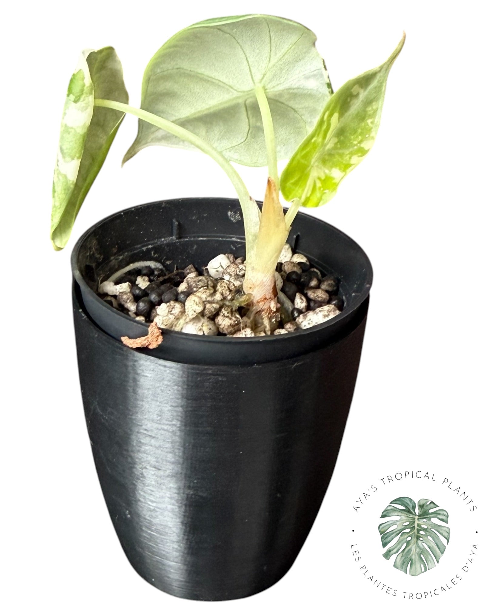 Alocasia Maharani Albo