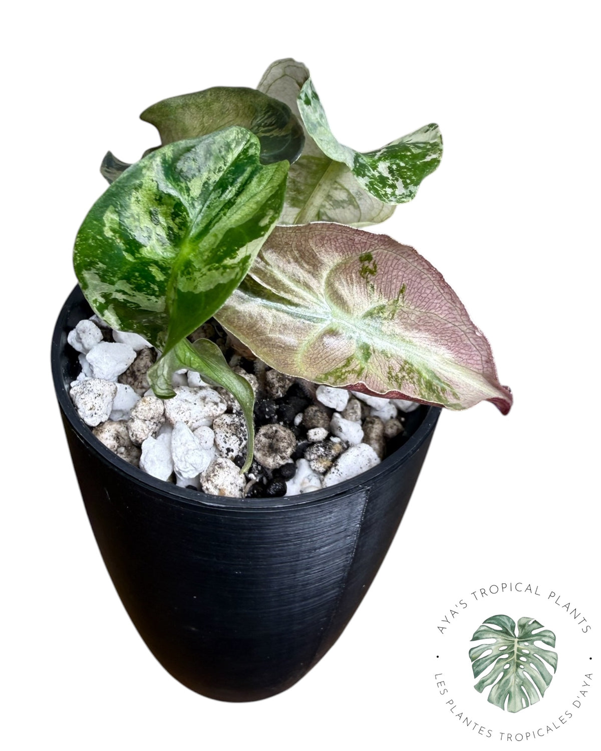 Alocasia Venom Pink Variegated Grade S | Premium Rare