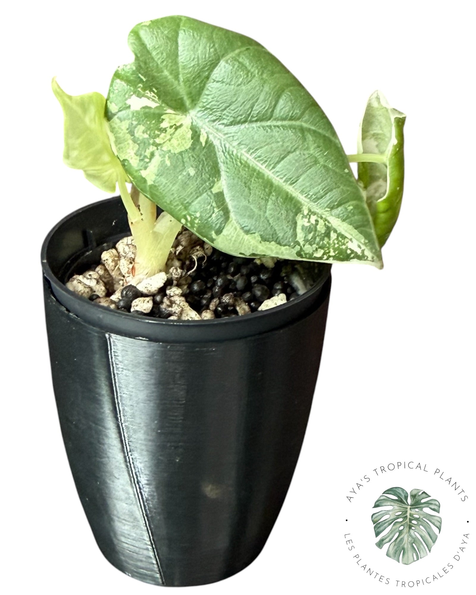 Alocasia Maharani Albo