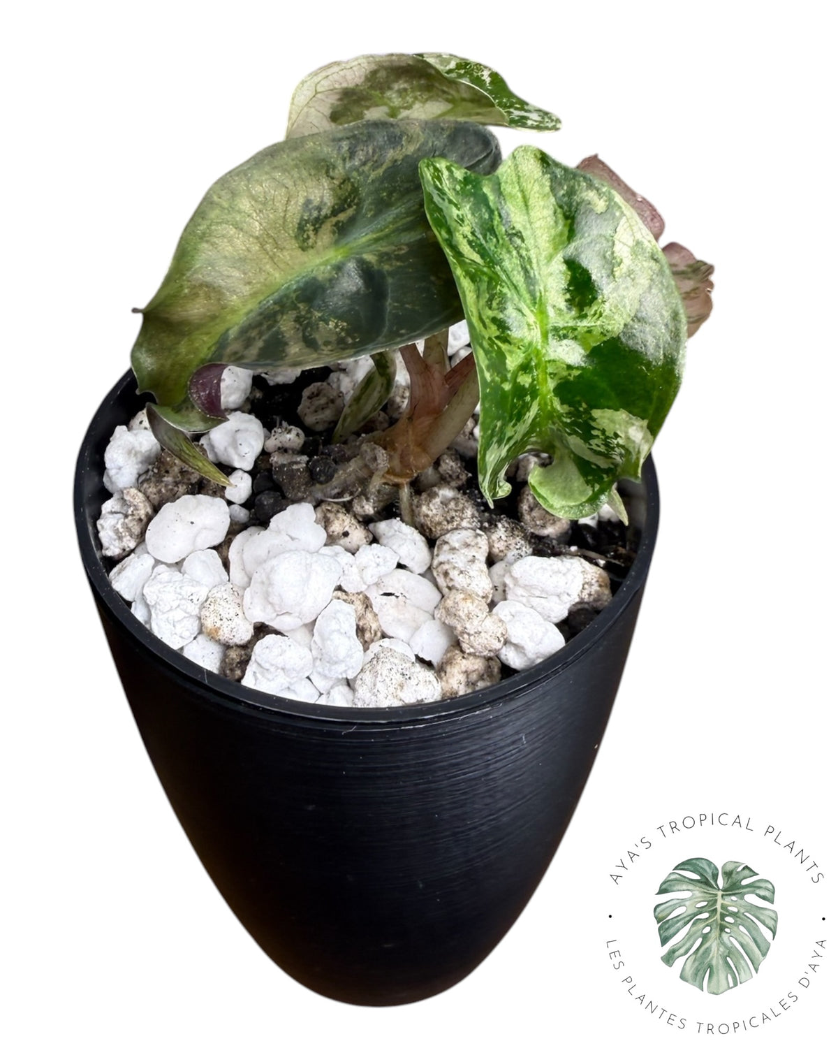 Alocasia Venom Pink Variegated Grade S | Premium Rare