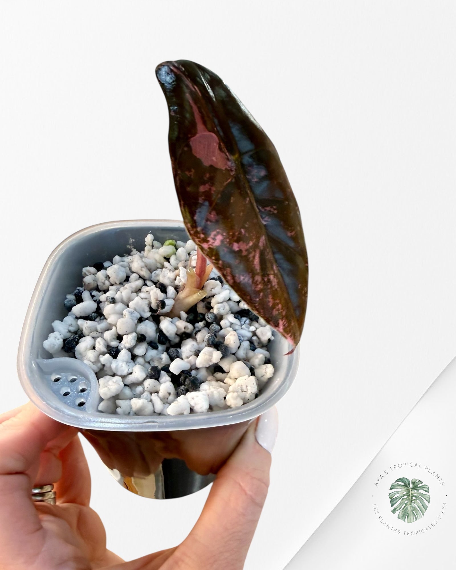 Alocasia Chantrieri Pink Variegated