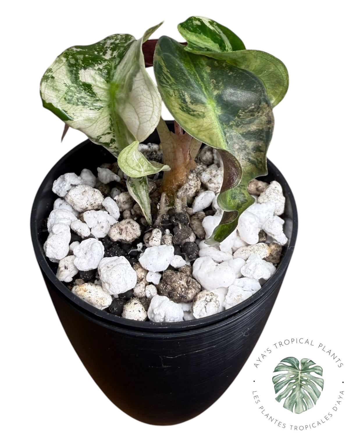 Alocasia Venom Pink Variegated Grade S | Premium Rare