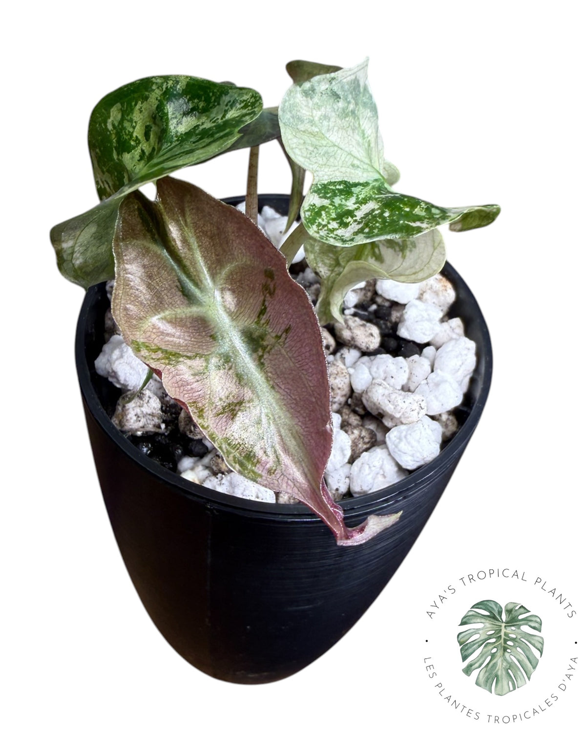 Alocasia Venom Pink Variegated Grade S | Premium Rare