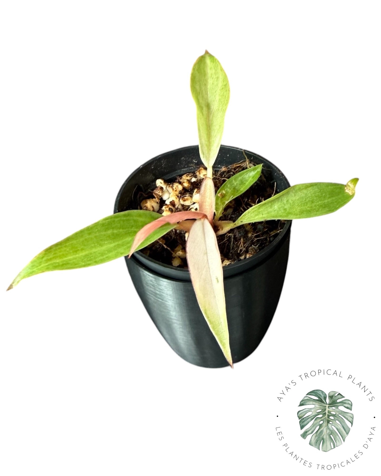 Philodendron Strawberry Caramel Variegated