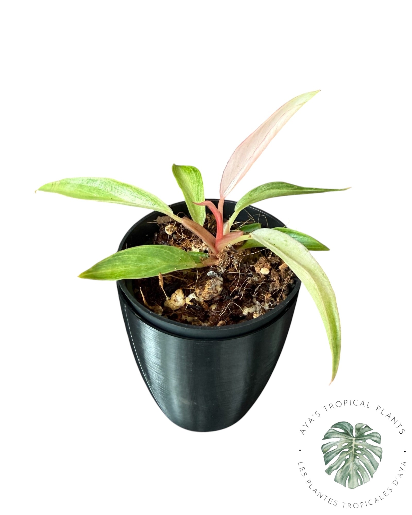 Philodendron Strawberry Caramel Variegated