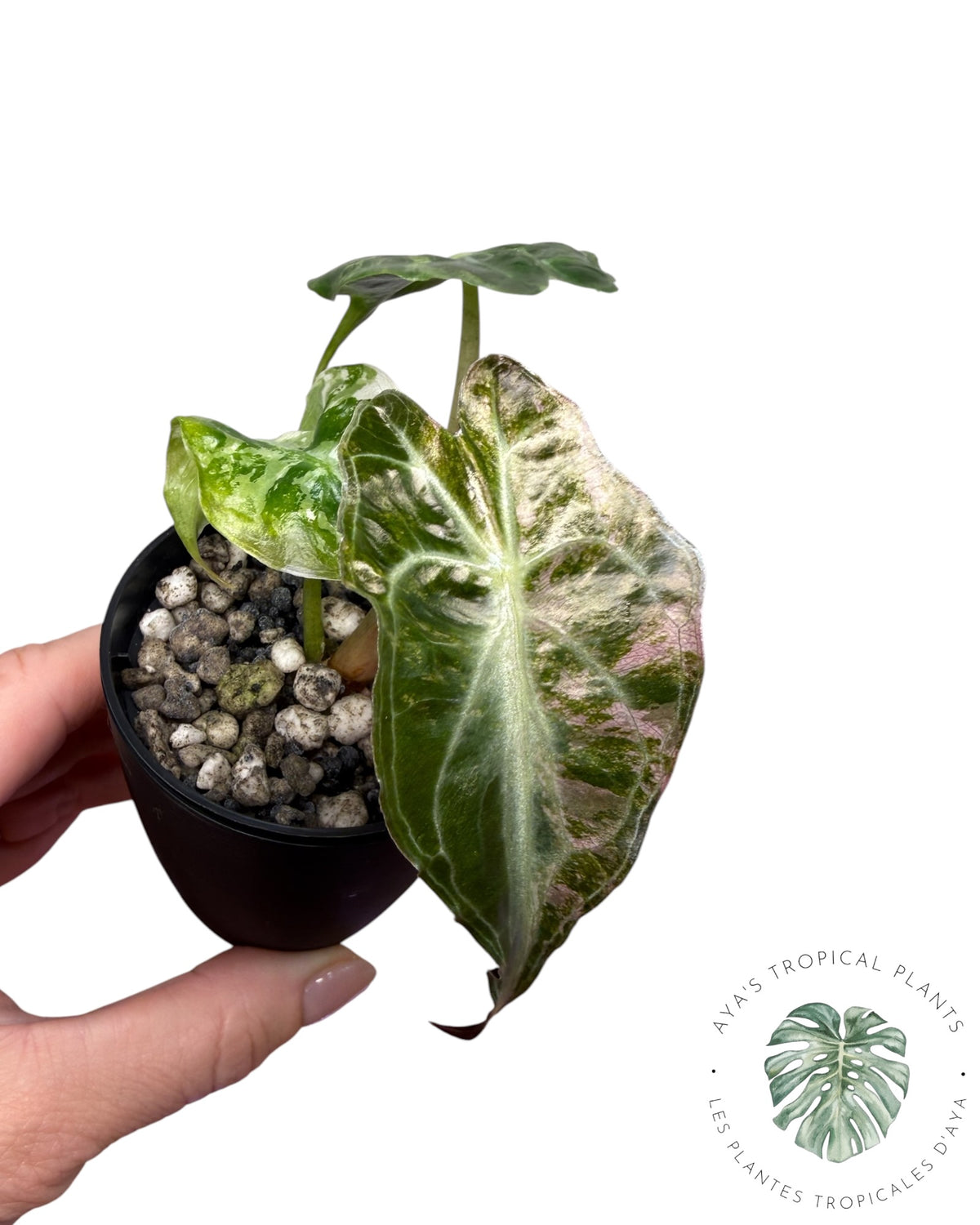 Alocasia Venom Pink Variegated Grade S | Premium Rare