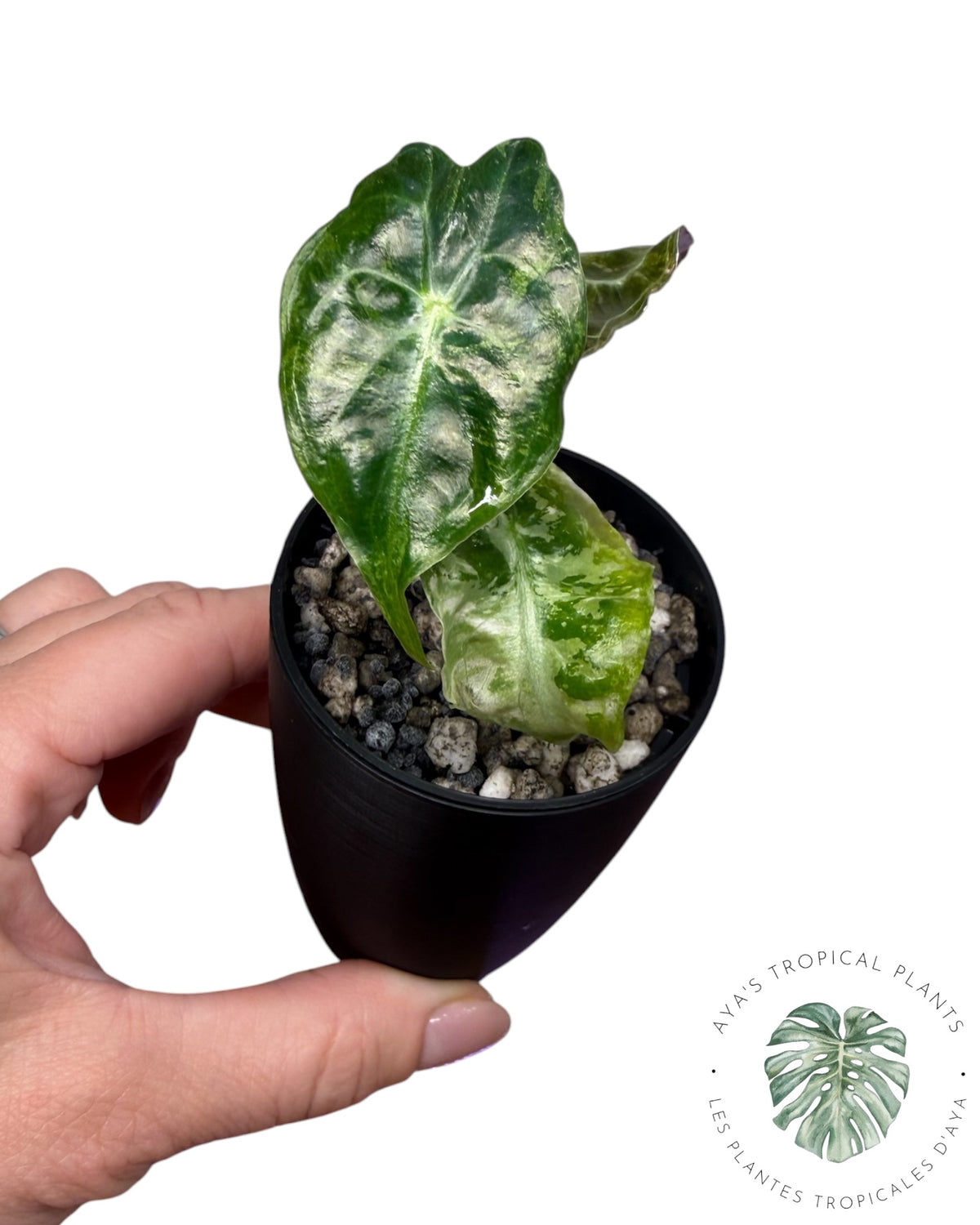 Alocasia Venom Pink Variegated Grade S | Premium Rare