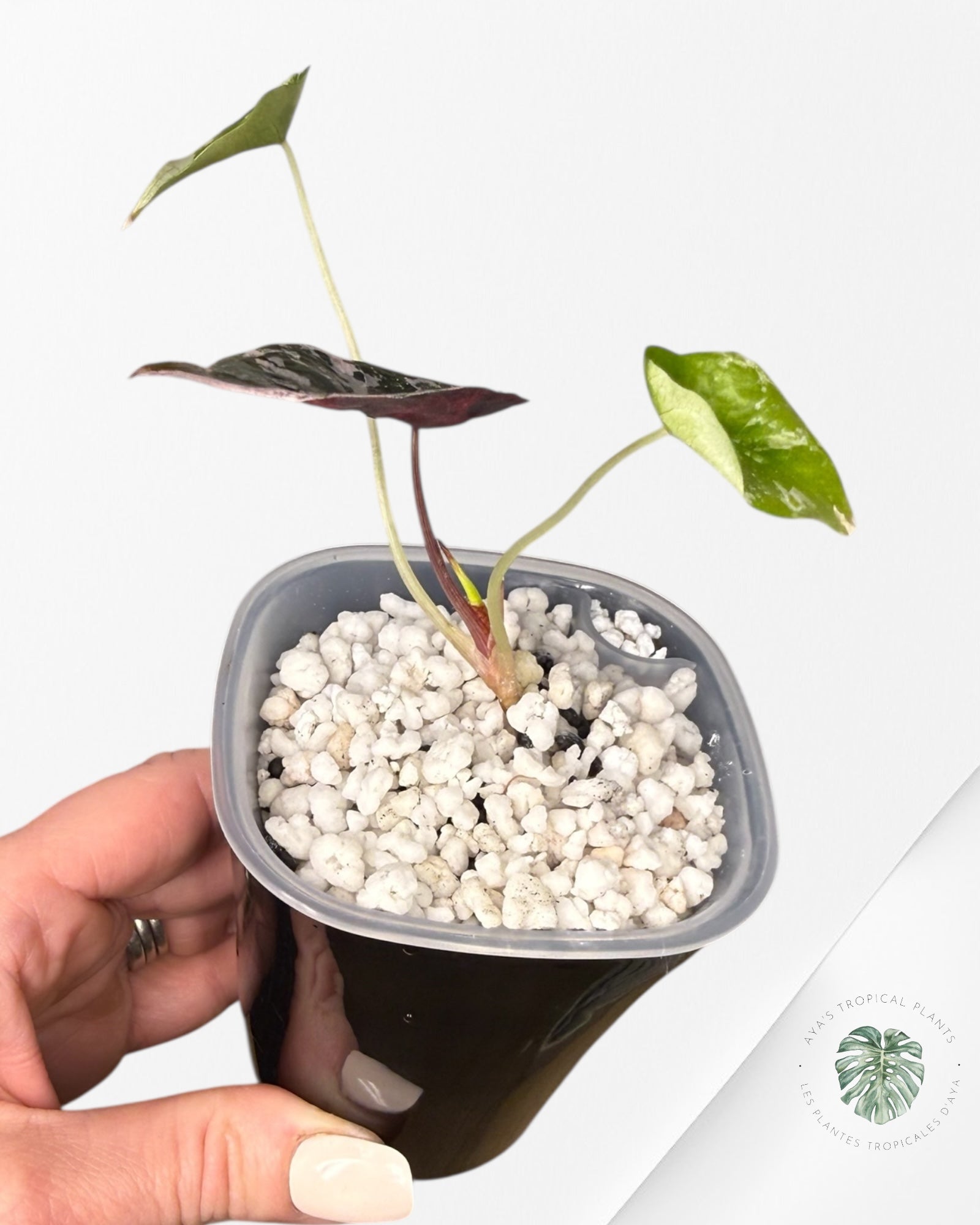 Alocasia Chantrieri Pink Variegated