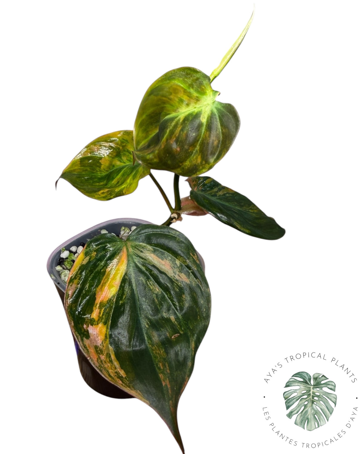 Philodendron Micans Variegated