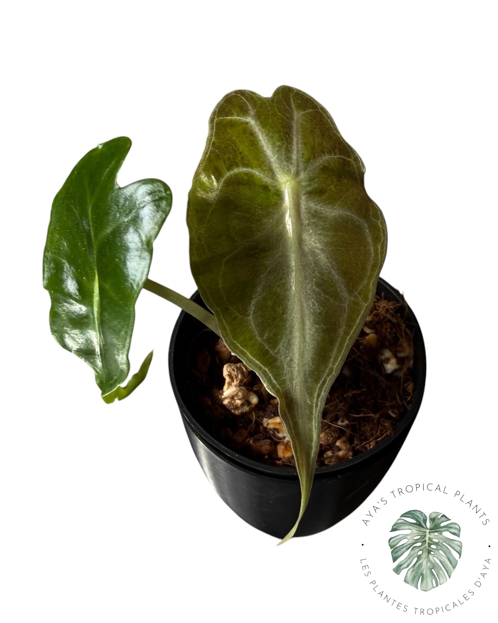 Alocasia Venom