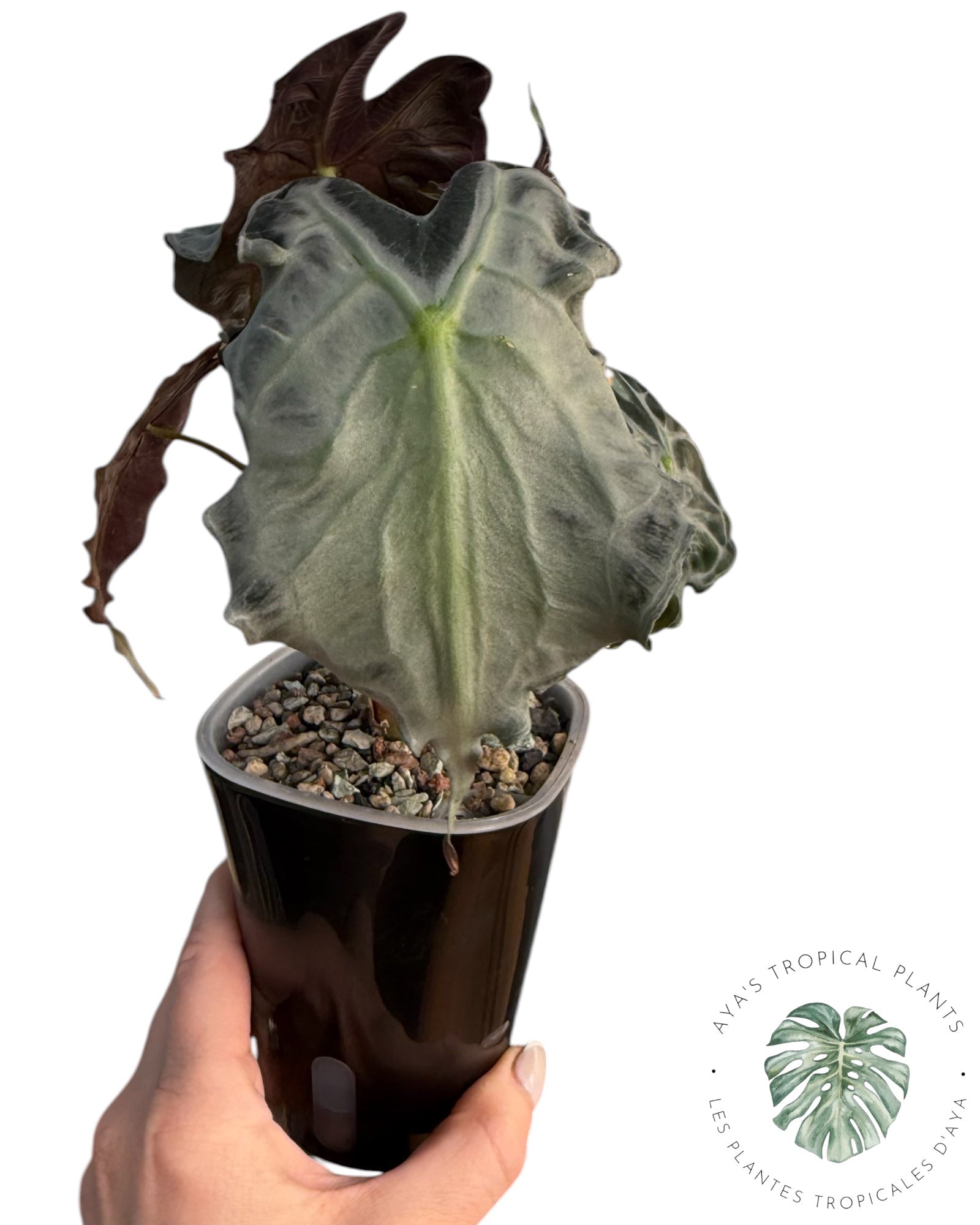 Alocasia Venom