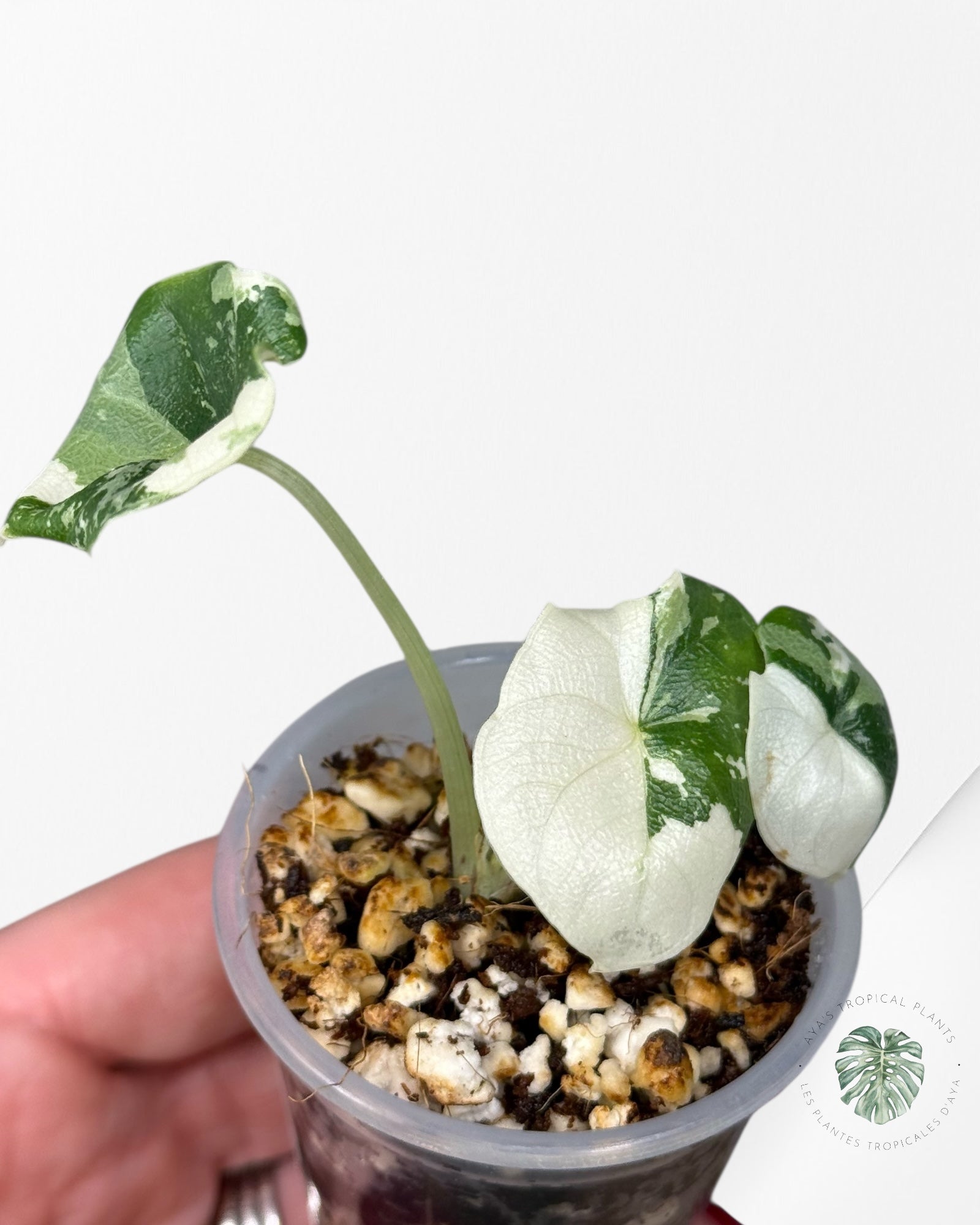 Alocasia Melo Variegated Albo| Rare TC Plant| Aya's Tropical Plants