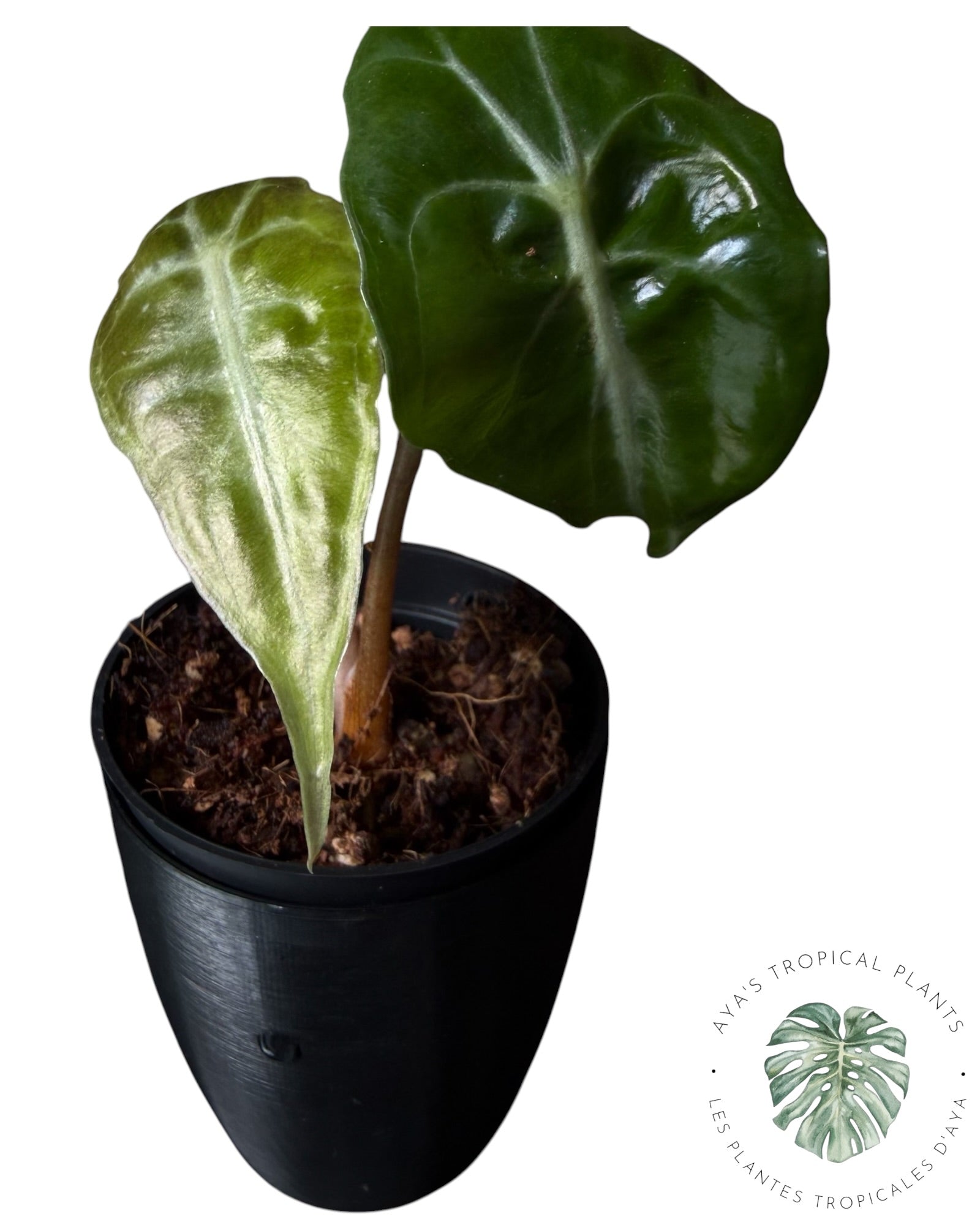 Alocasia Venom