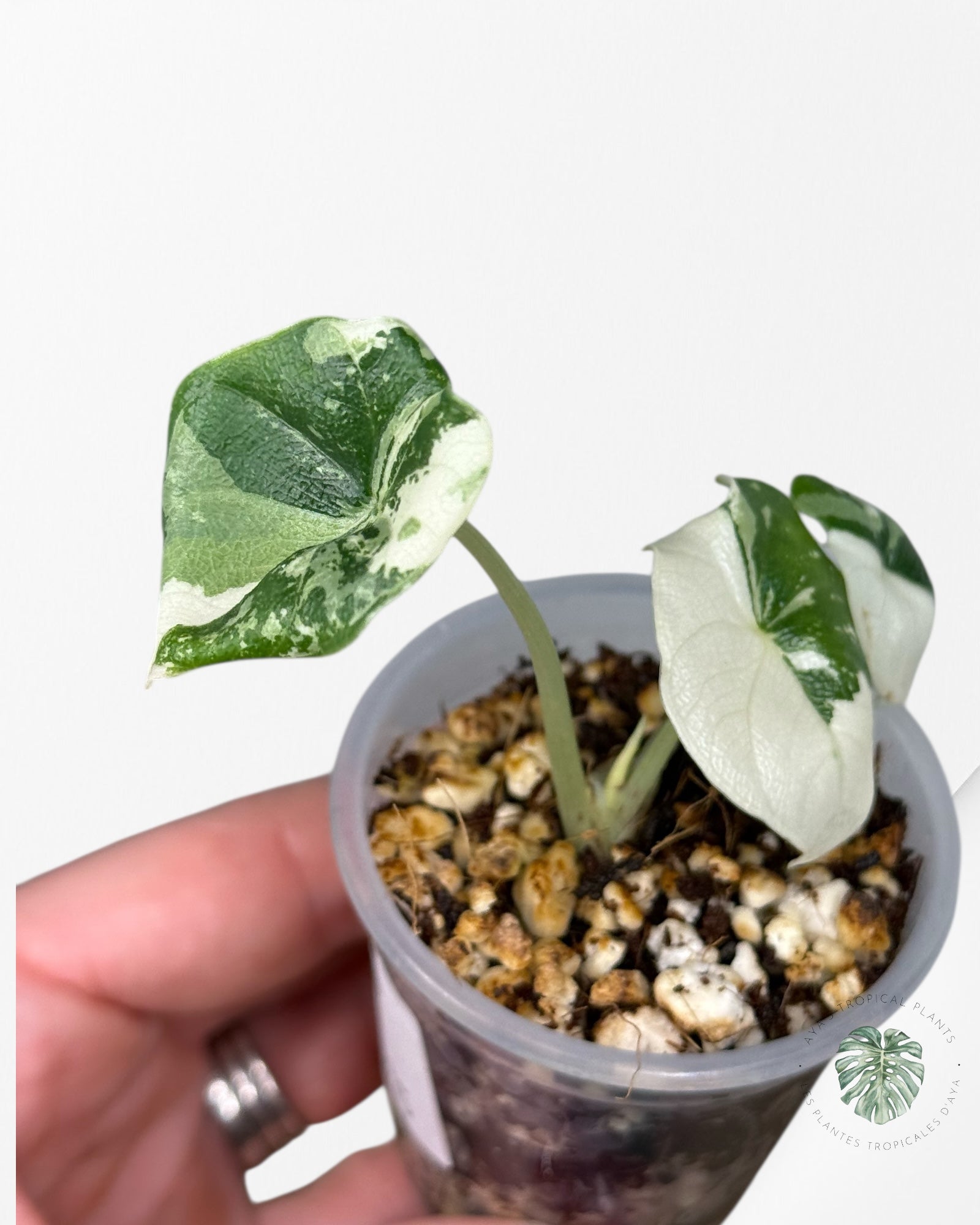 Alocasia Melo Variegated Albo| Rare TC Plant| Aya's Tropical Plants