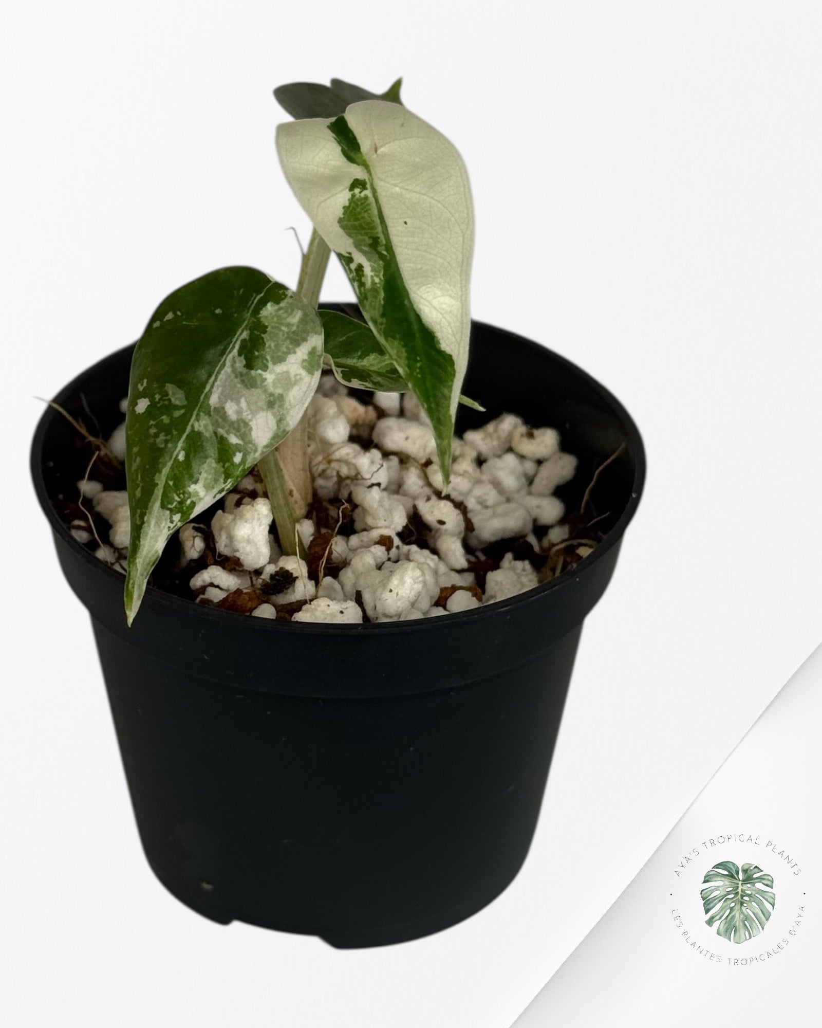 Alocasia Bambino Variegated (pink) - 20