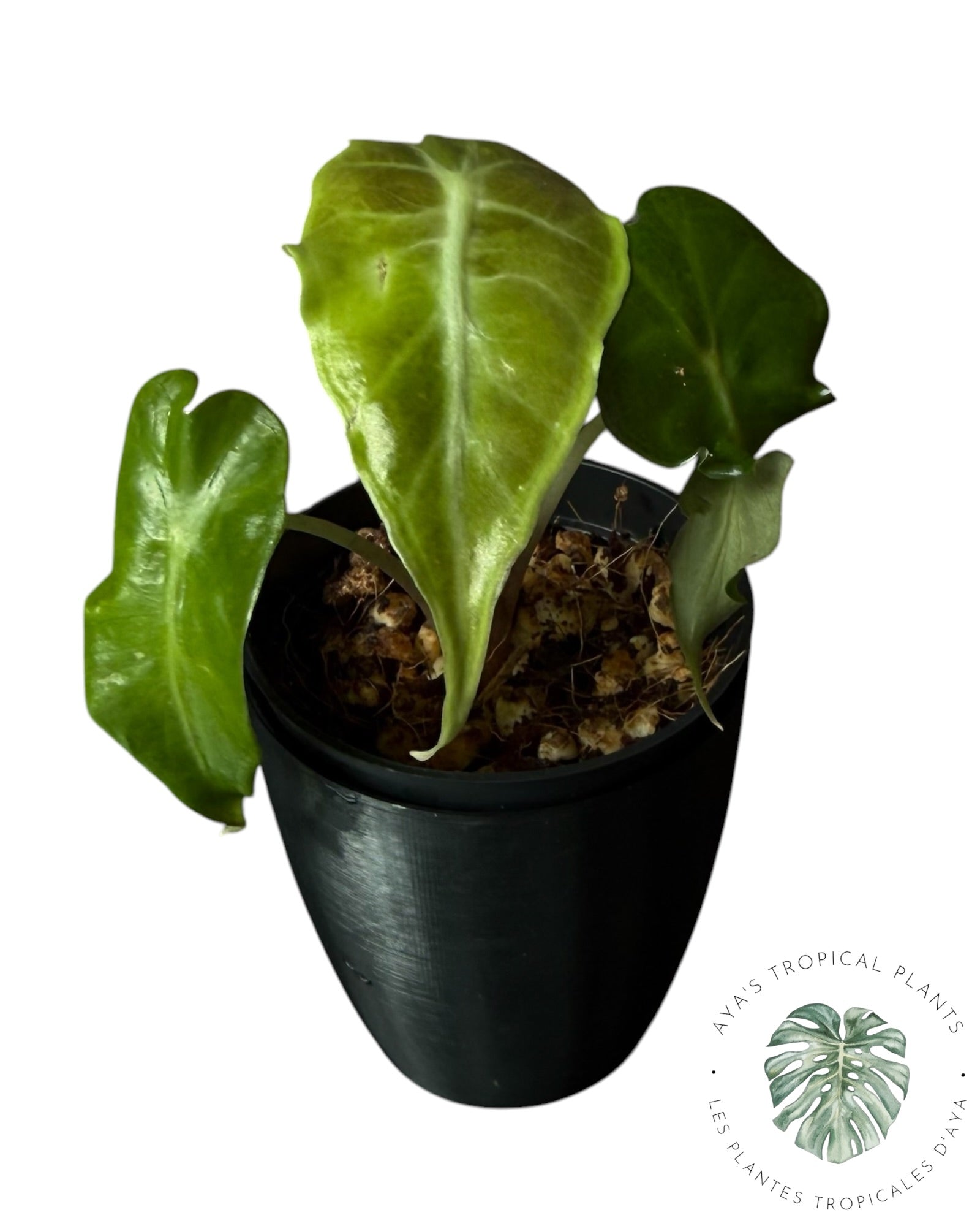 Alocasia Venom