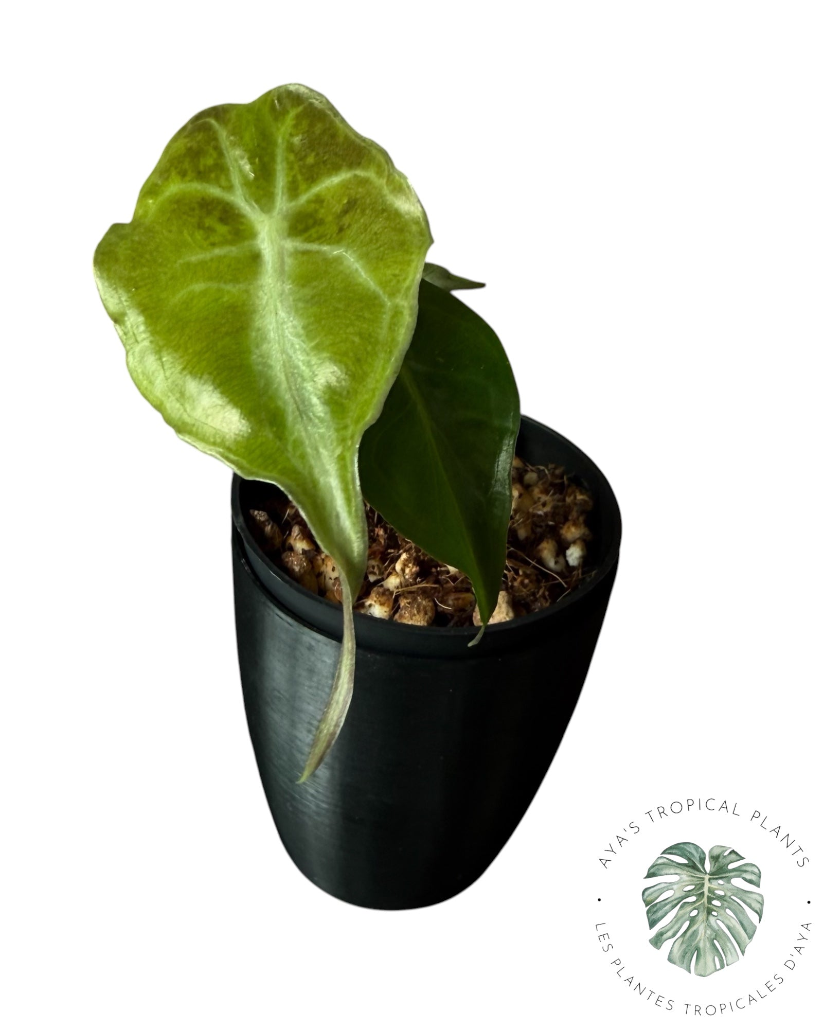 Alocasia Venom