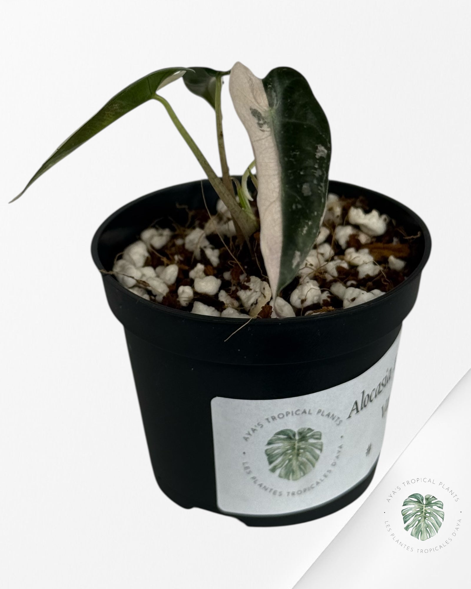 Alocasia Bambino Variegated (pink) - 10