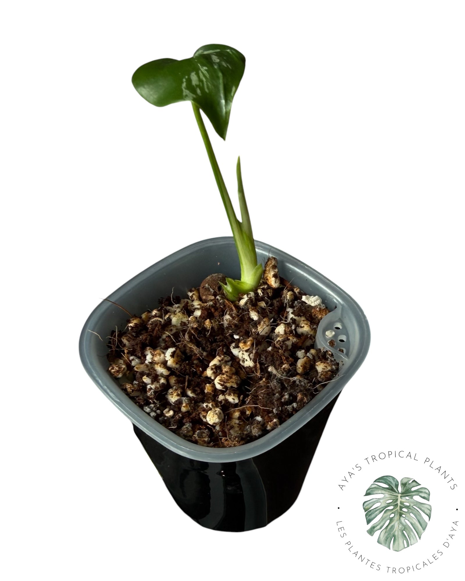 Monstera Deliciosa Bulbasaur