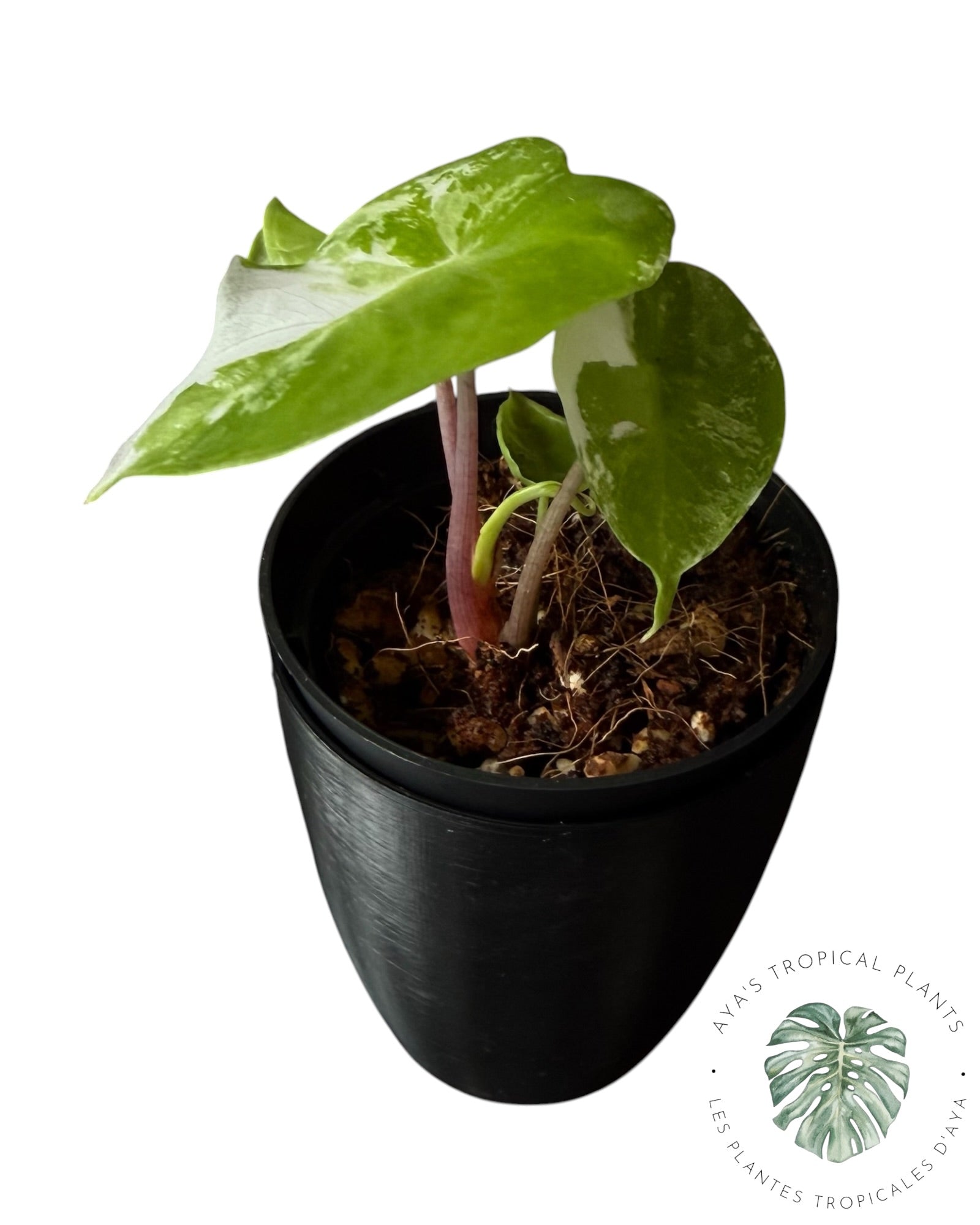 Alocasia Pink Dragon Albo