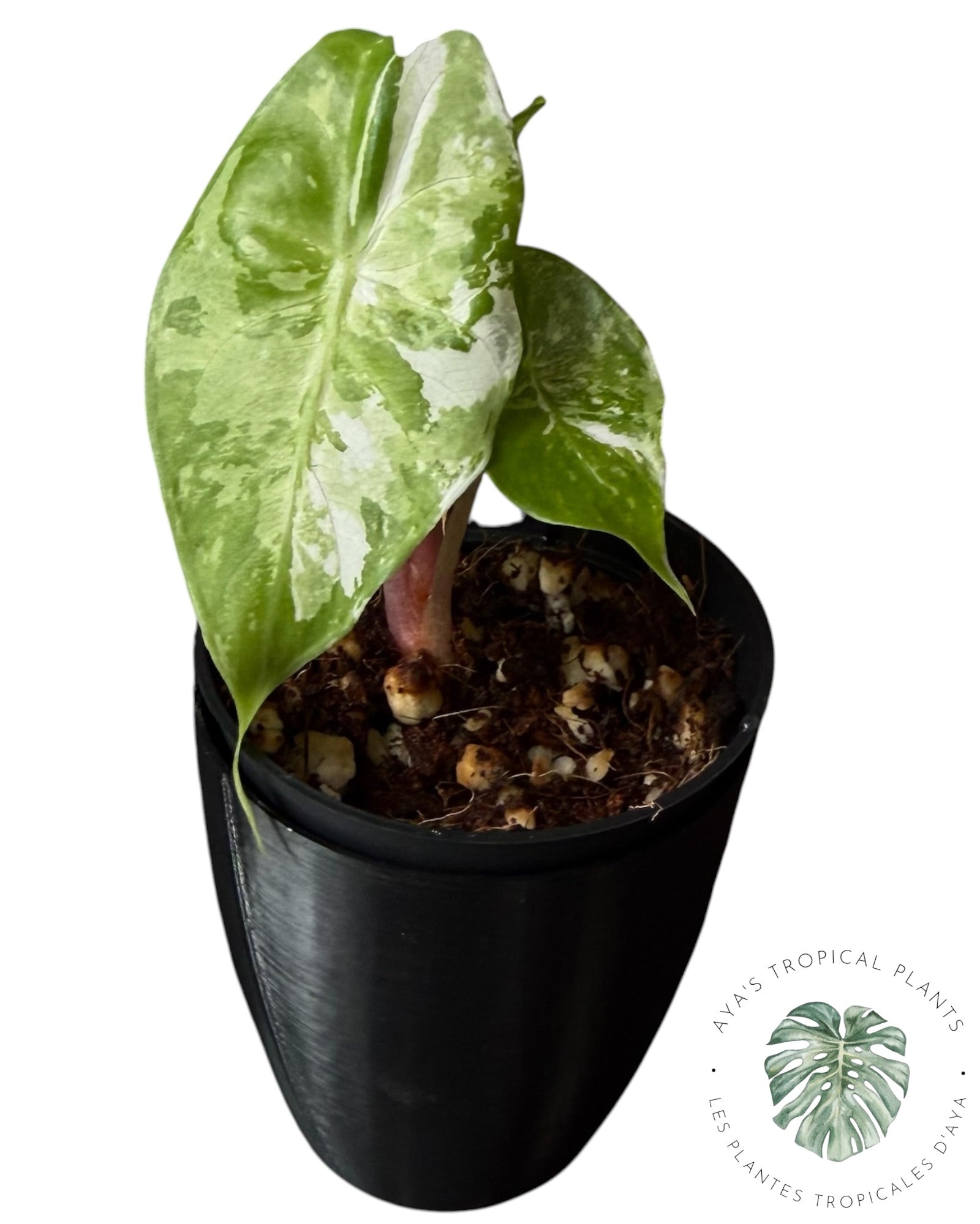 Alocasia Pink Dragon Albo