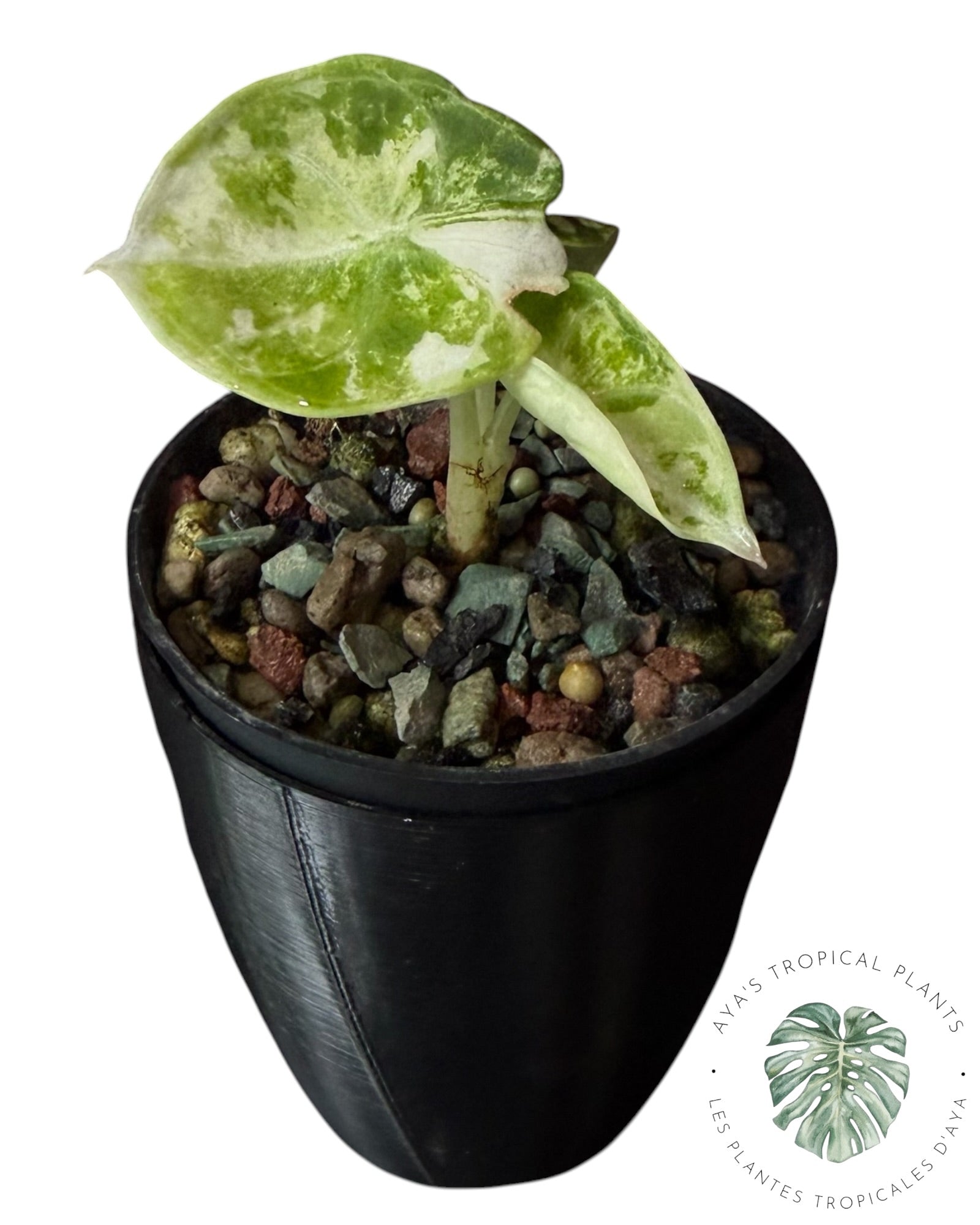 Alocasia Ninja Albo Variegated