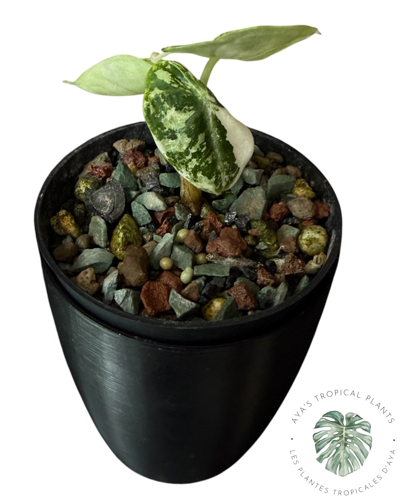 Alocasia Ninja Albo Variegated