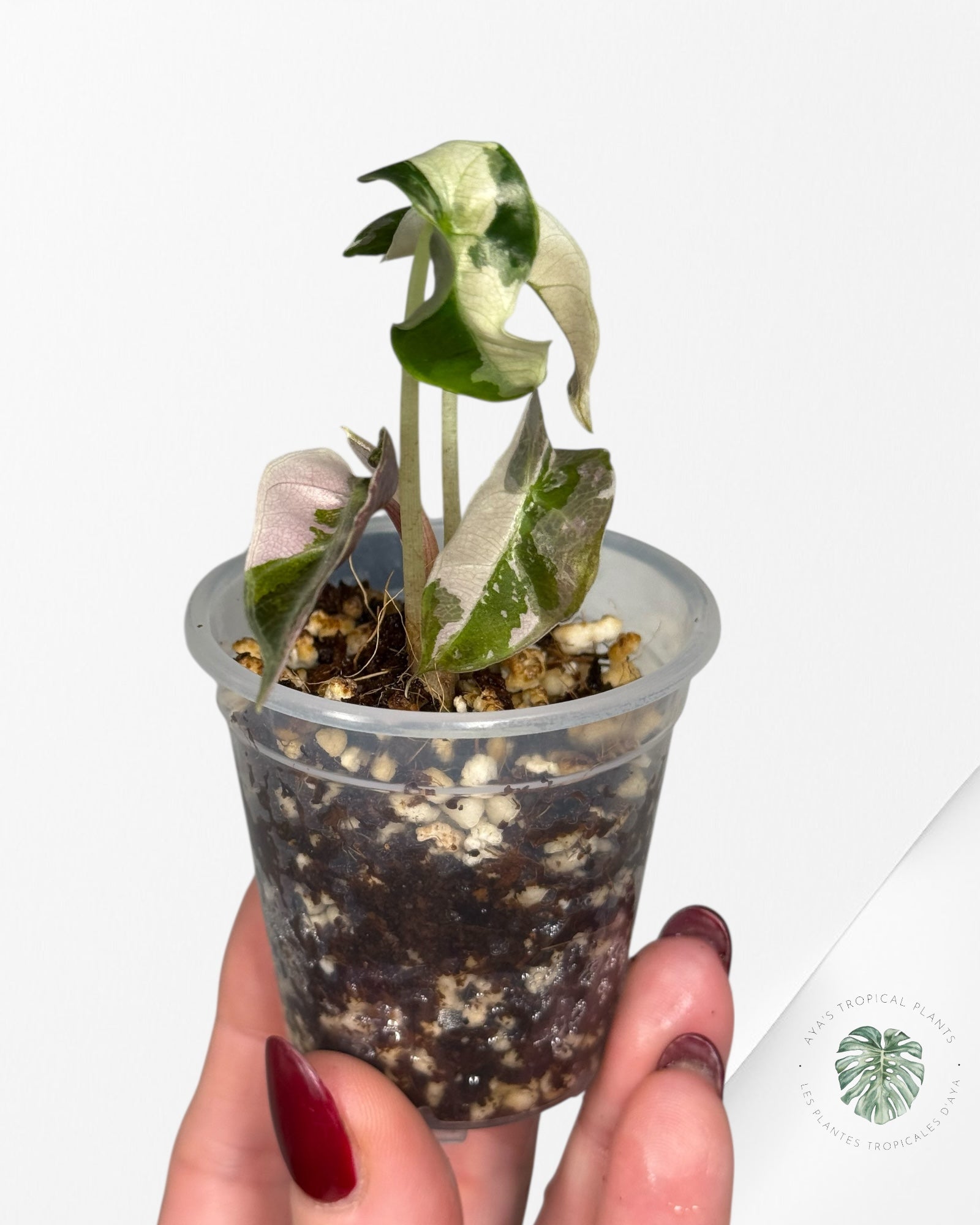 Alocasia Polly Variegated Pink| Rare TC Plant| Aya's Tropical Plants