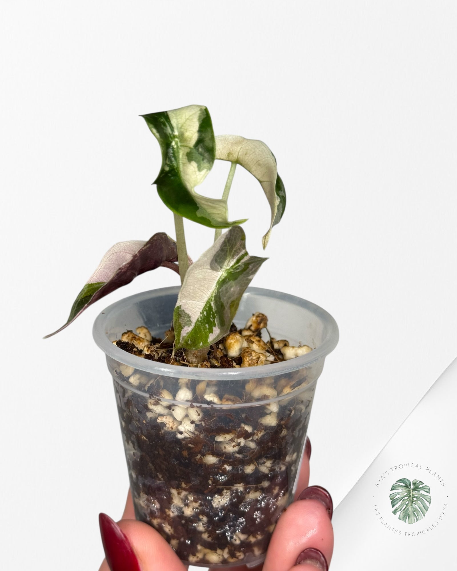 Alocasia Polly Variegated Pink| Rare TC Plant| Aya's Tropical Plants