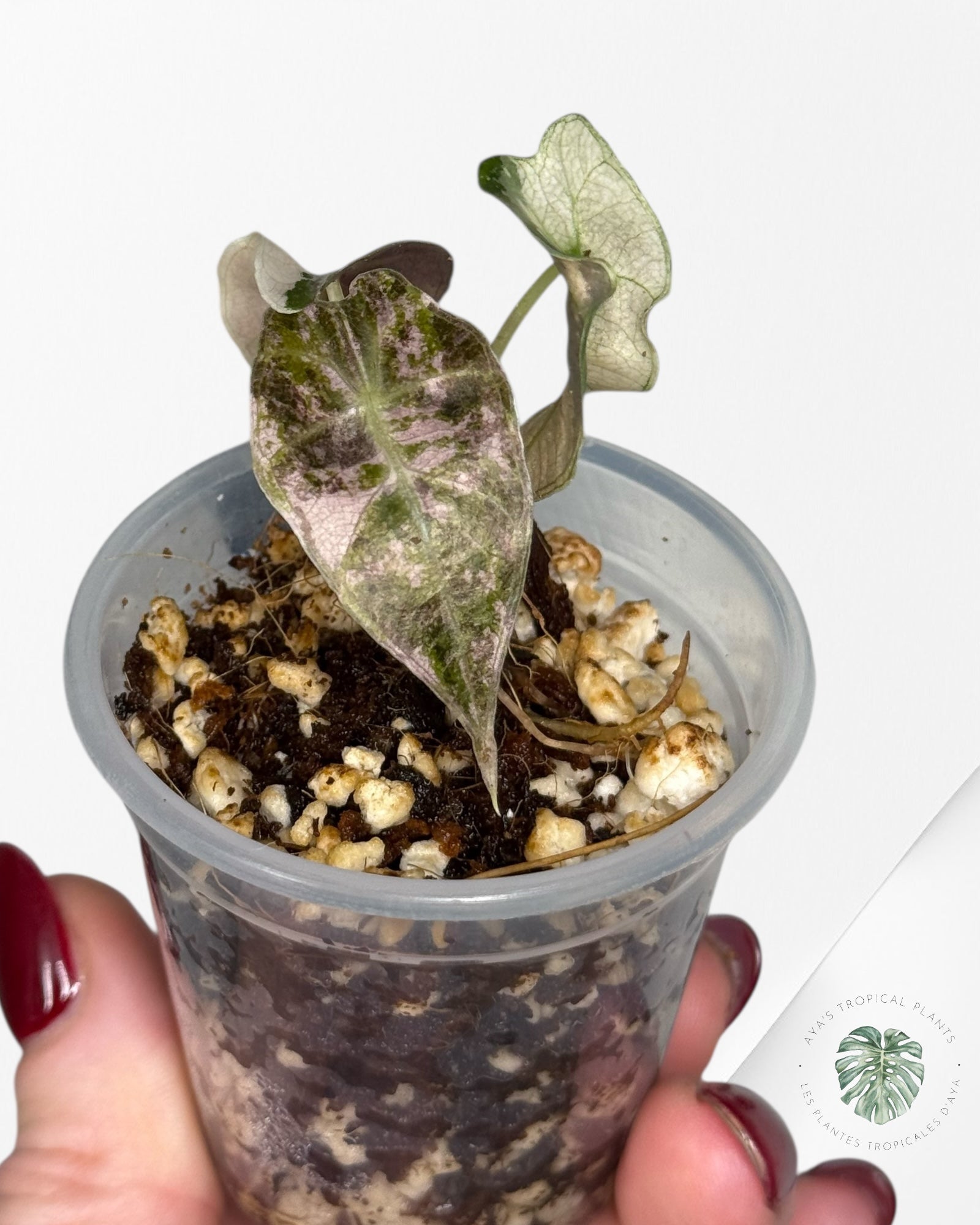 Alocasia Polly Variegated Pink| Rare TC Plant| Aya's Tropical Plants