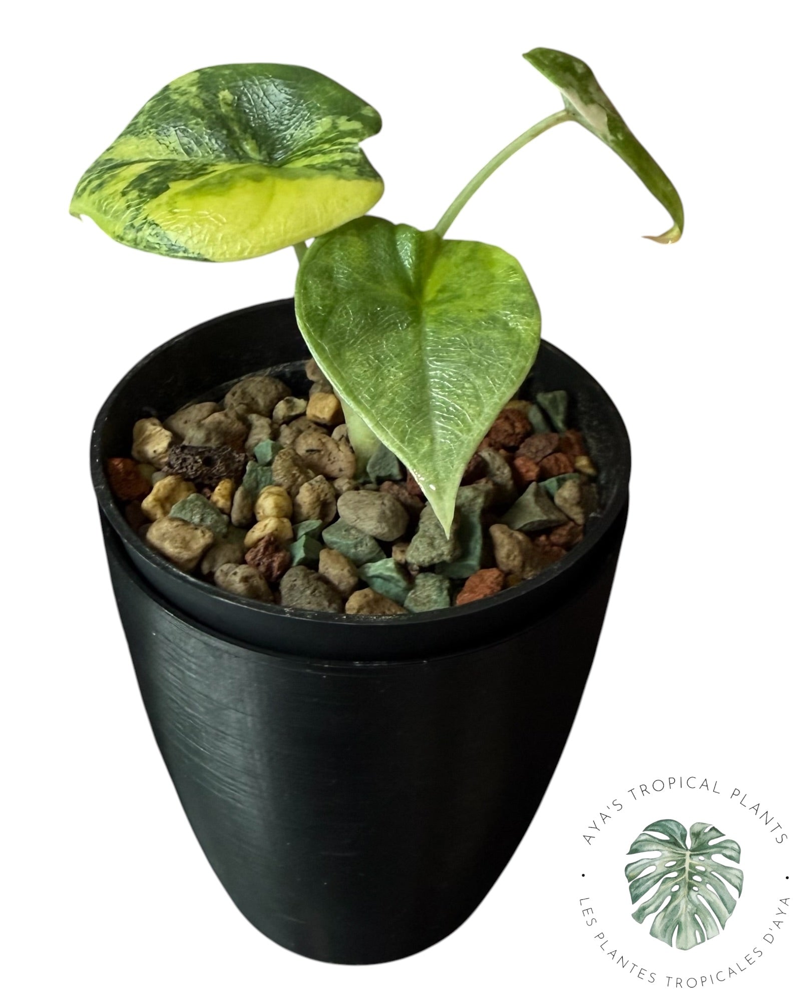 Alocasia Melo Aurea Variegated
