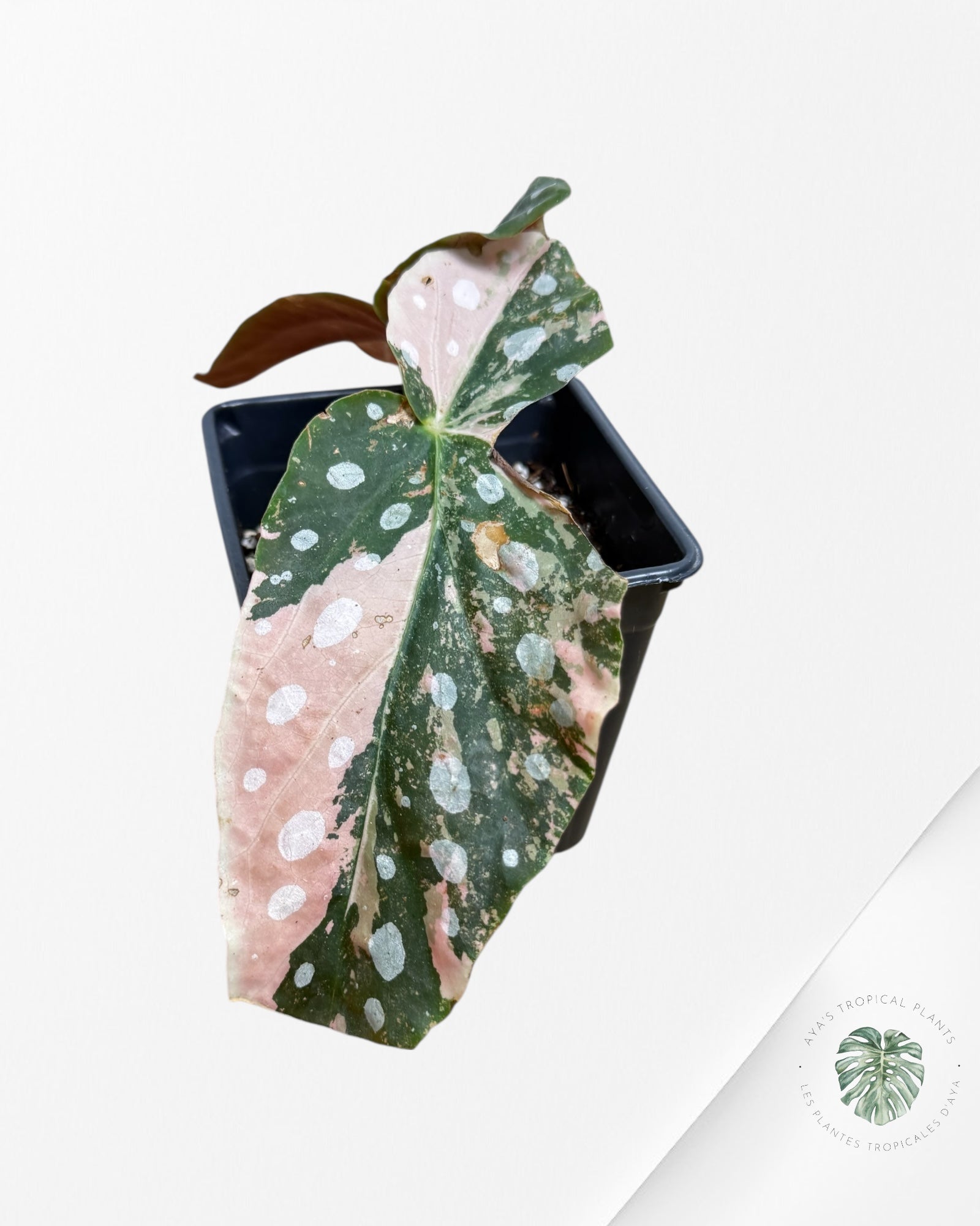 Begonia Maculata Pink Variegated-EX