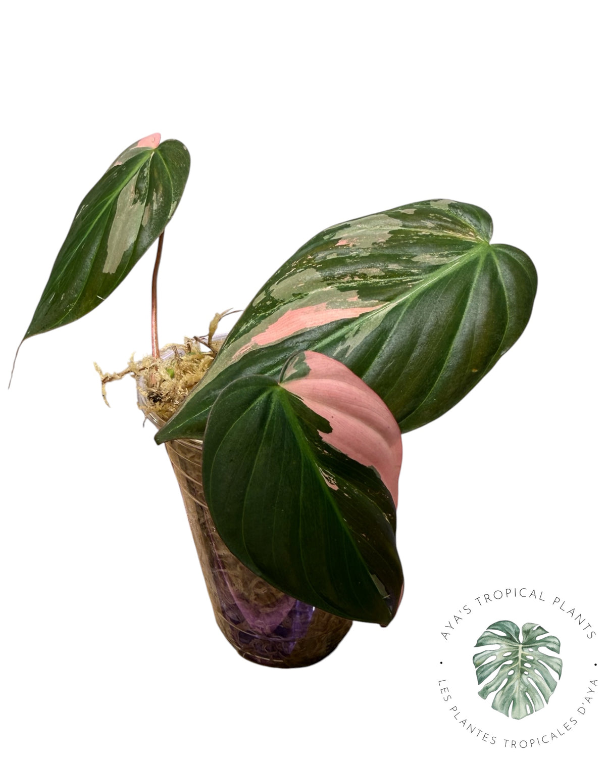 Philodendron REAL Pink Micans Variegated
