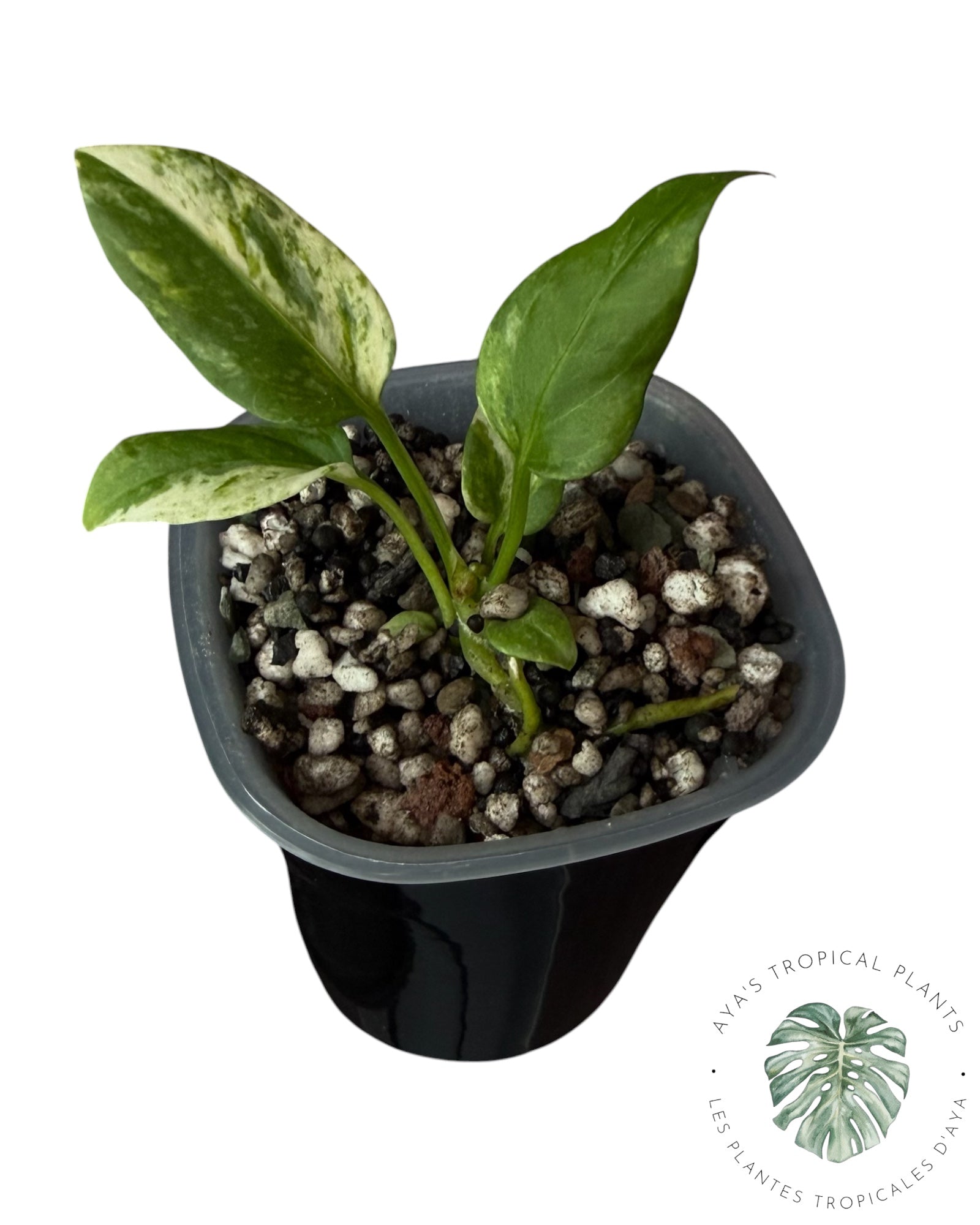 Anthurium Vittarifolium Variegated