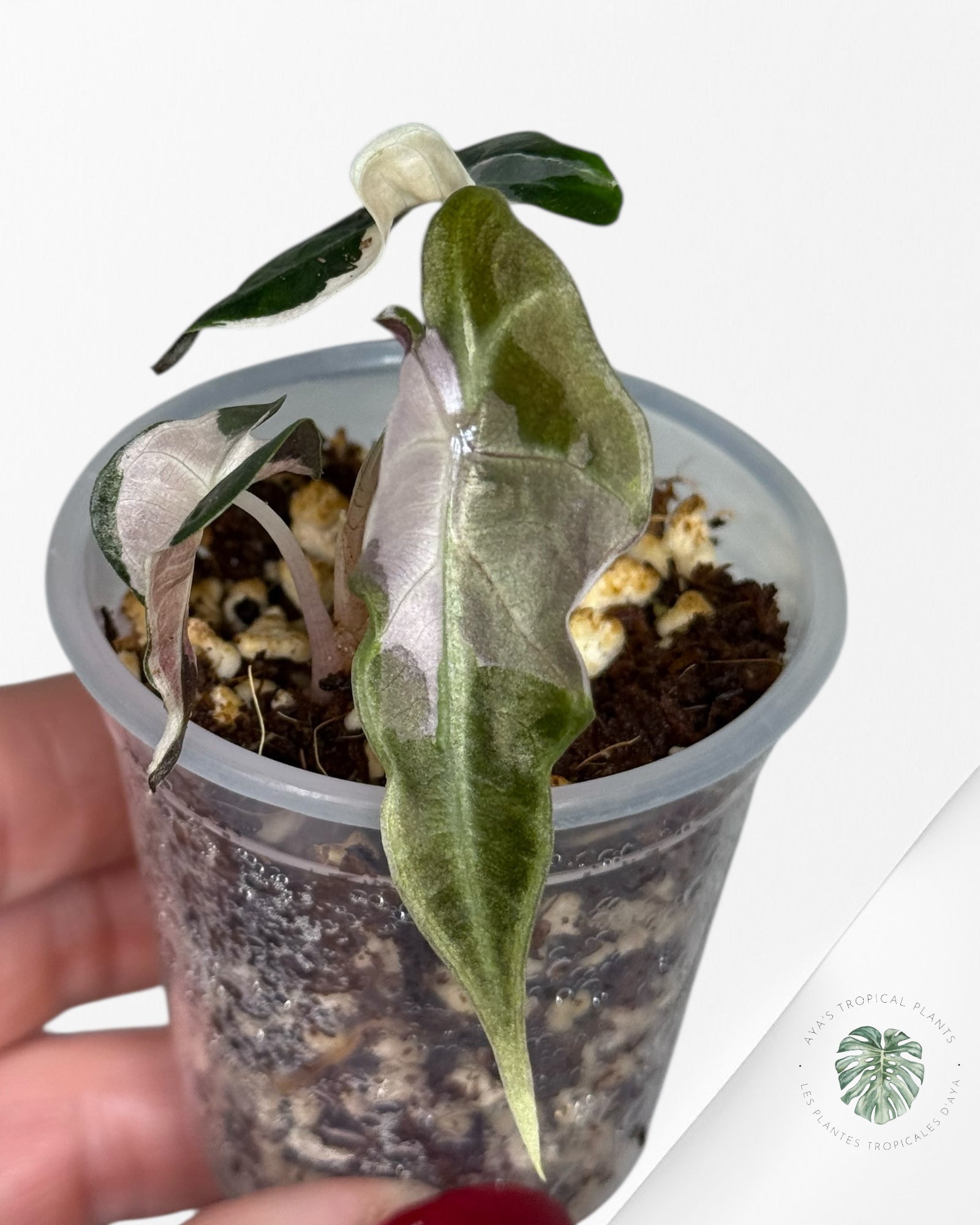 Alocasia Polly Variegated Pink| Rare TC Plant| Aya's Tropical Plants