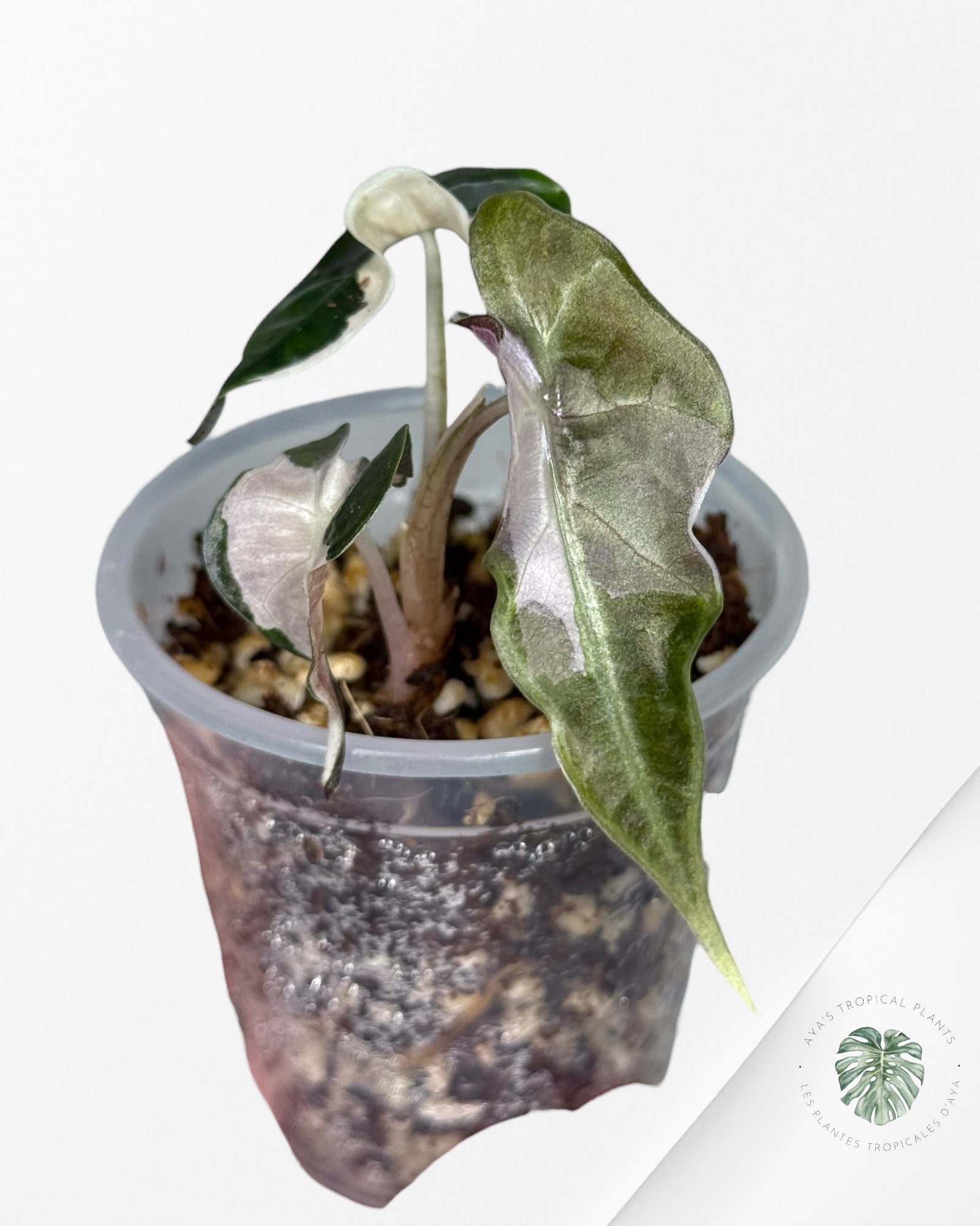 Alocasia Polly Variegated Pink| Rare TC Plant| Aya's Tropical Plants