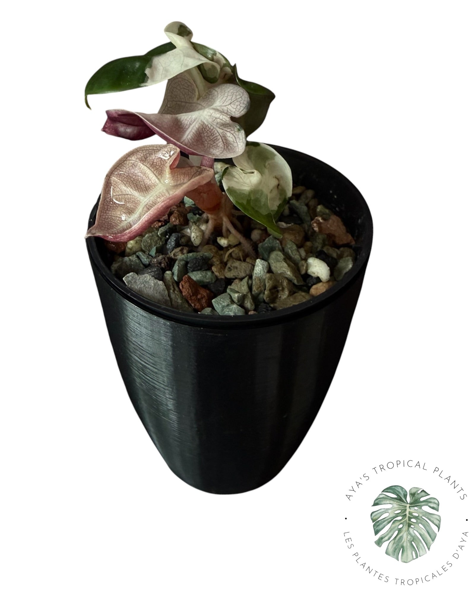Alocasia Heart Balloon Pink variegated