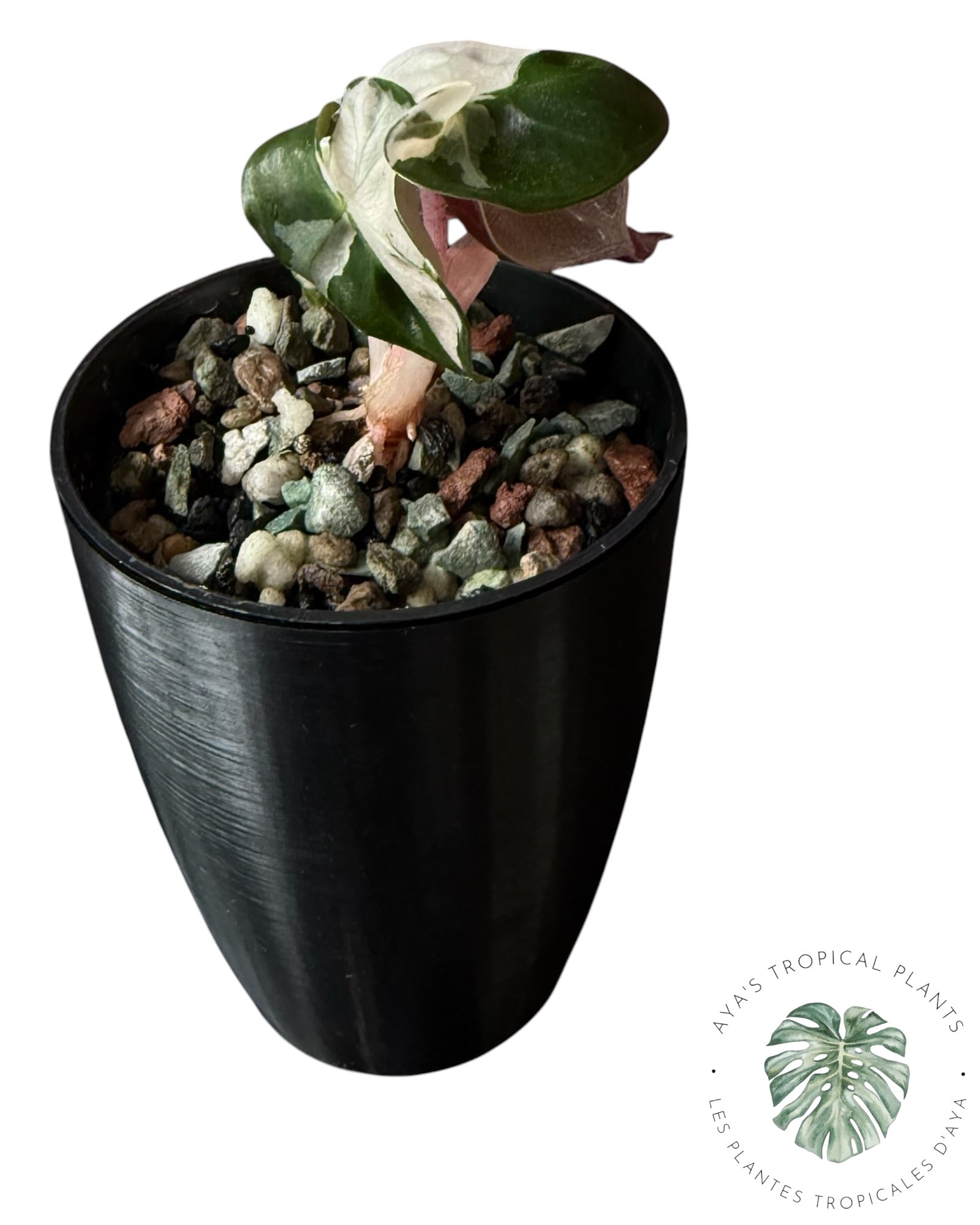 Alocasia Heart Balloon Pink variegated