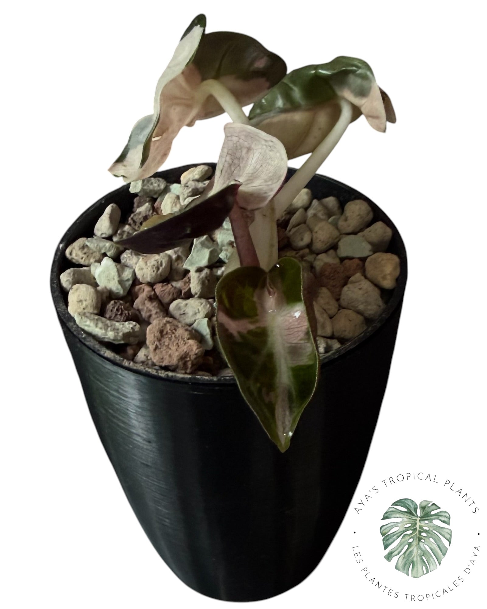 Alocasia Heart Balloon Pink variegated