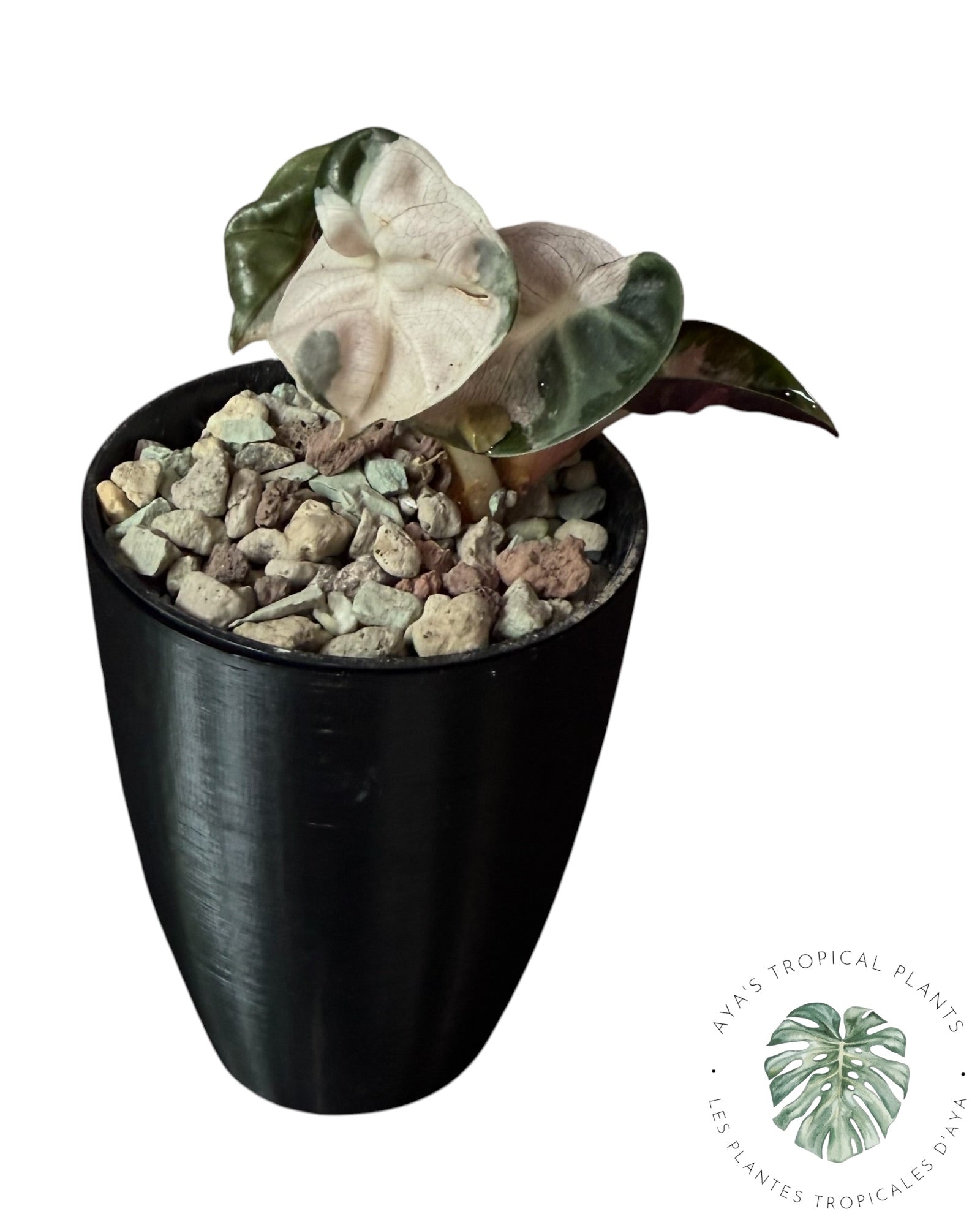 Alocasia Heart Balloon Pink variegated