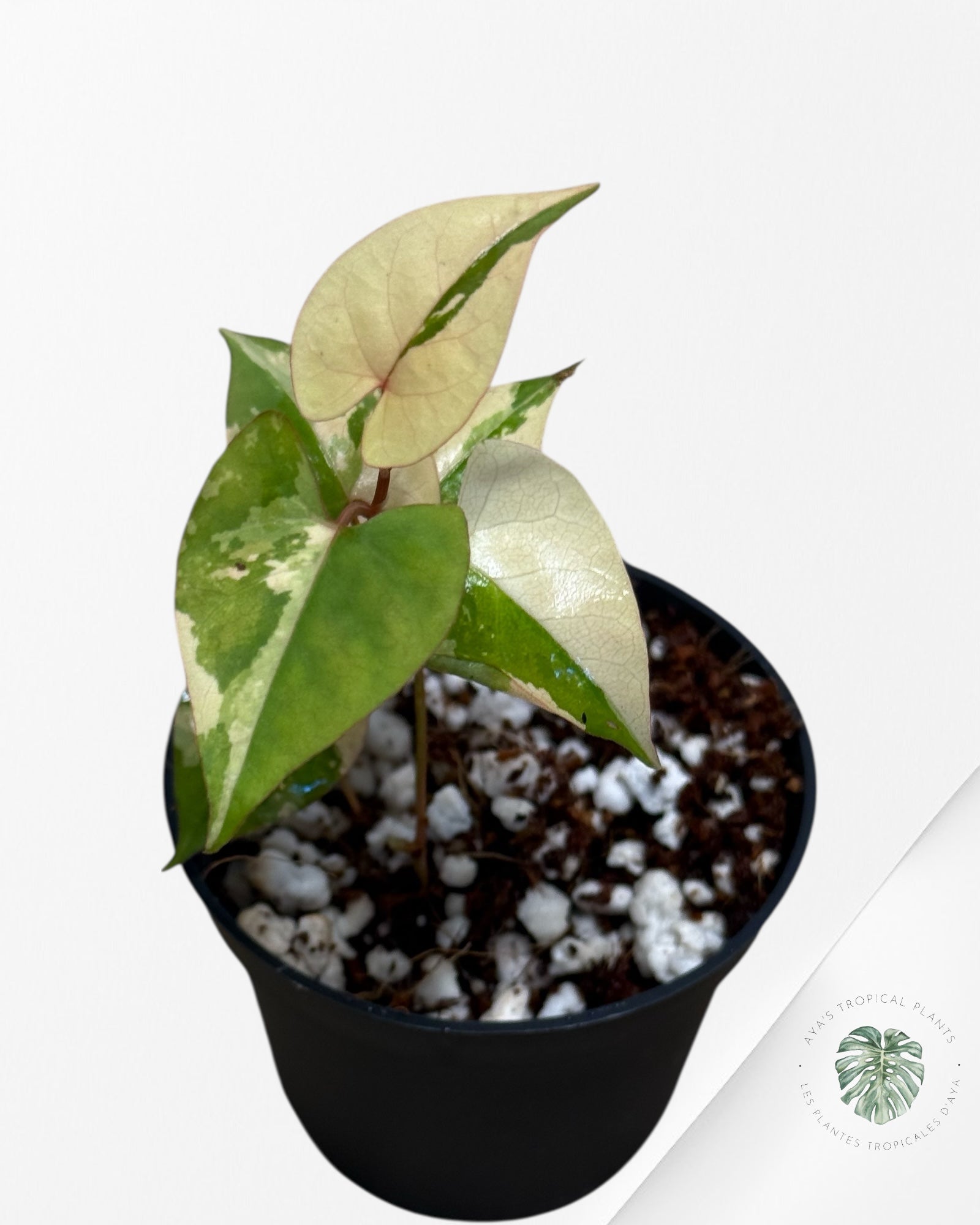 Fallopia multiflora Variegated - 70