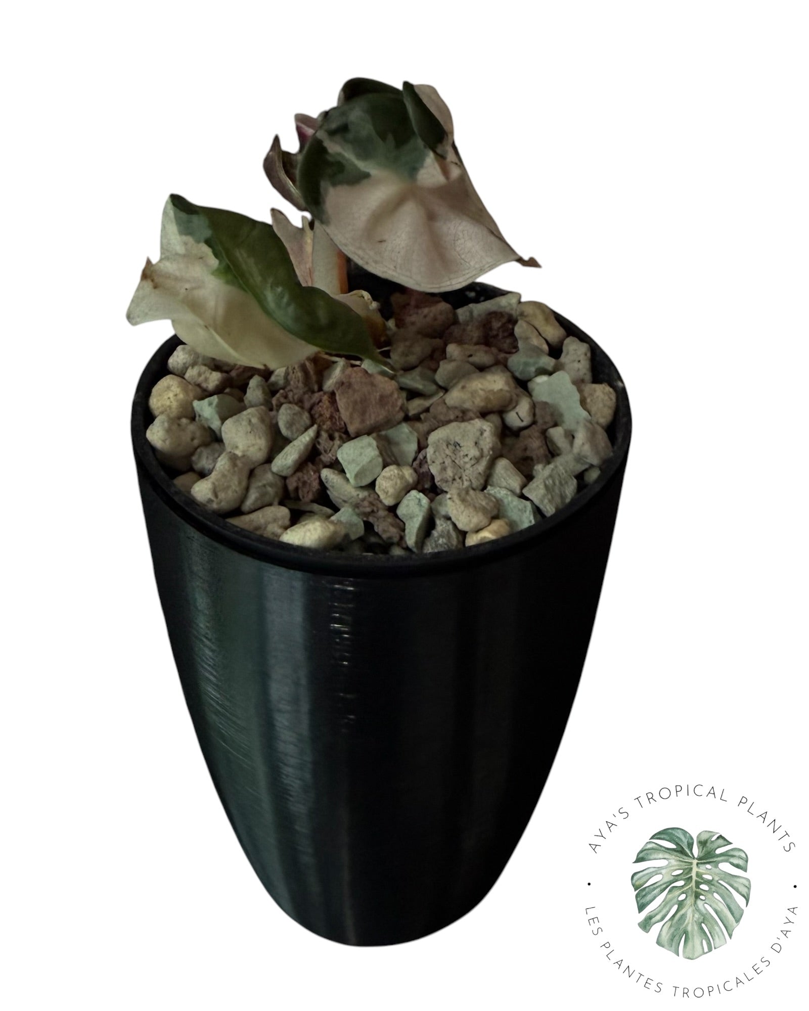 Alocasia Heart Balloon Pink variegated