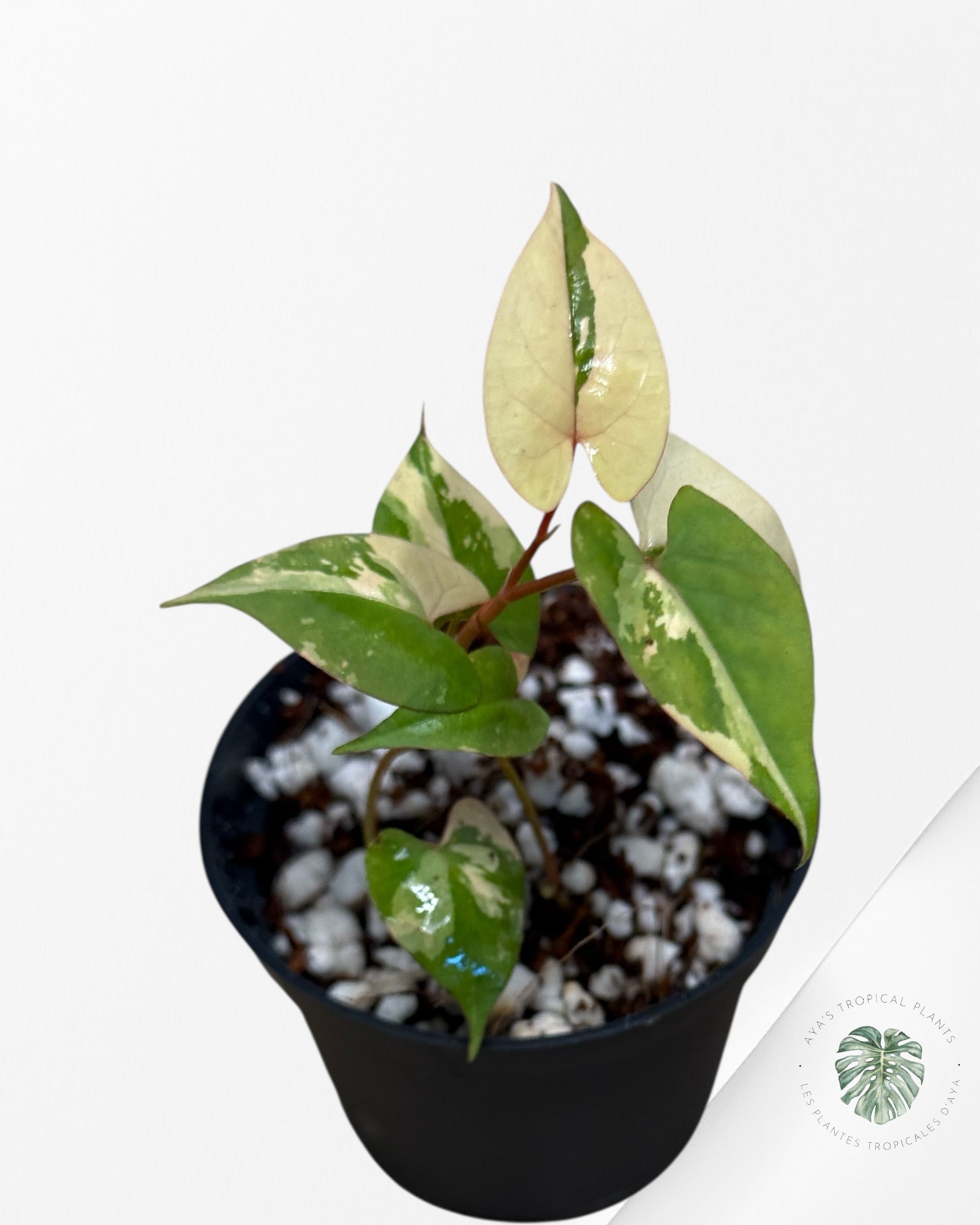 Fallopia multiflora Variegated - 70