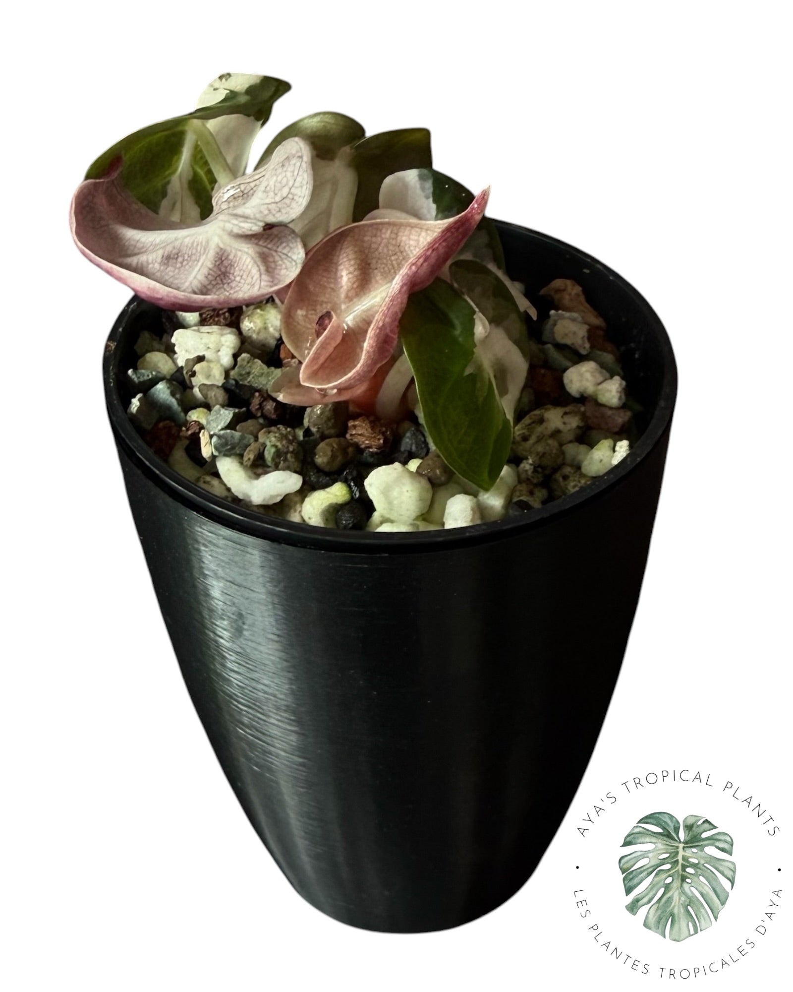 Alocasia Heart Balloon Pink variegated