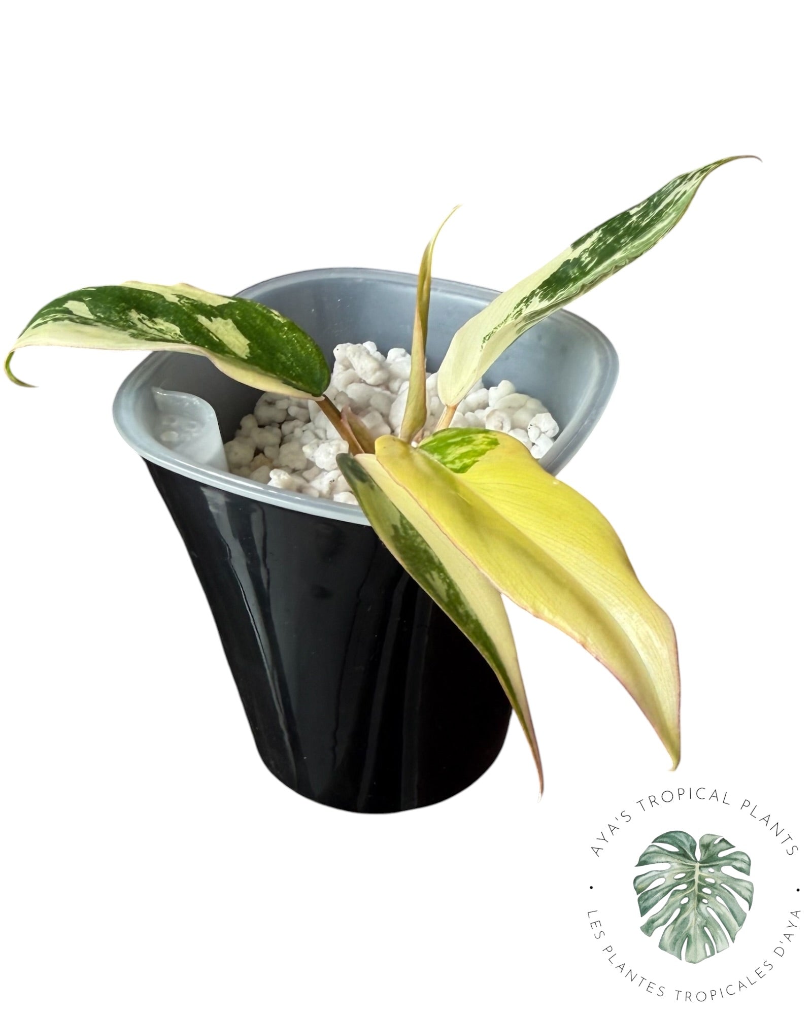 Philodendron Florida Beauty x Tortum