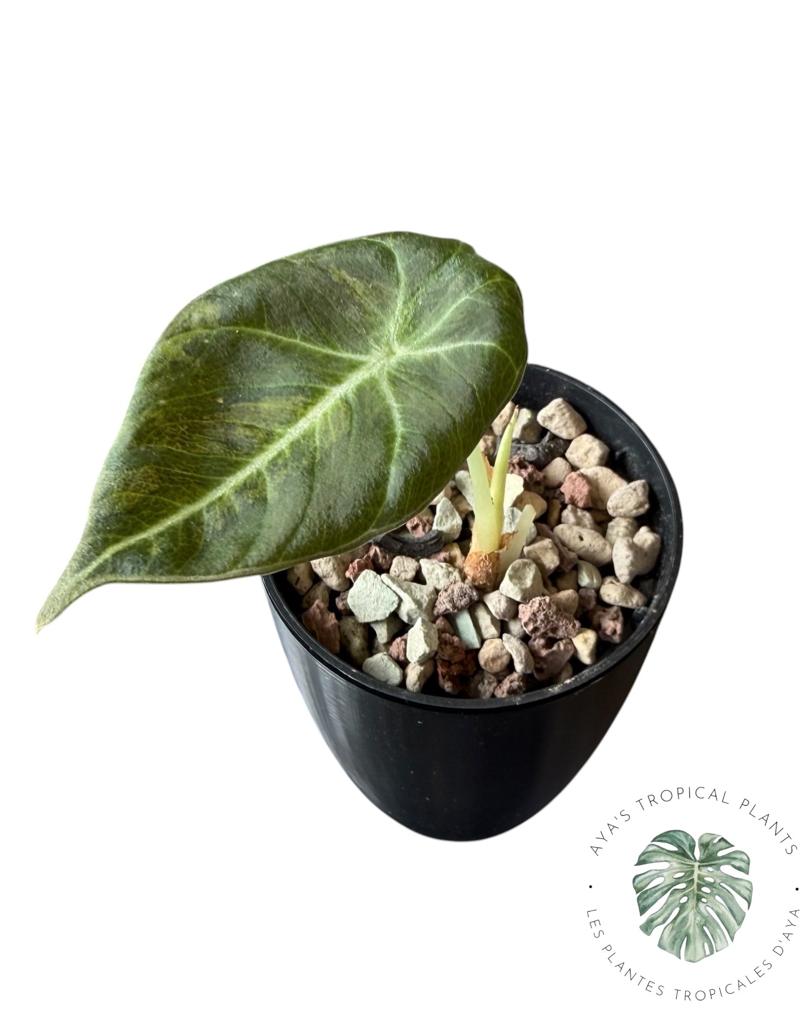 Alocasia Black Velvet Aurea Variegated