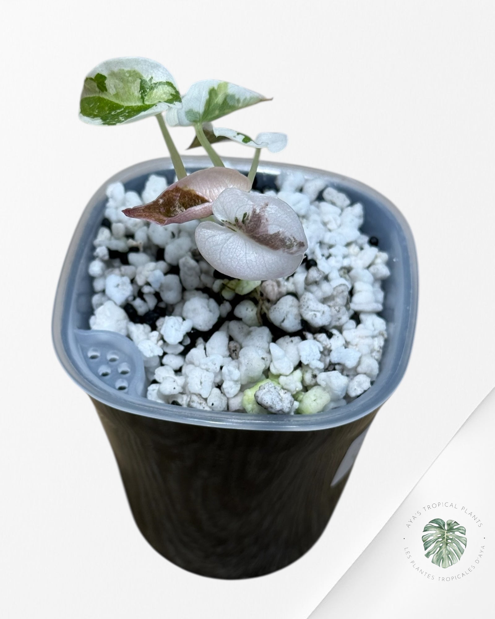 Alocasia Cuprea Albo|Pink Variegated